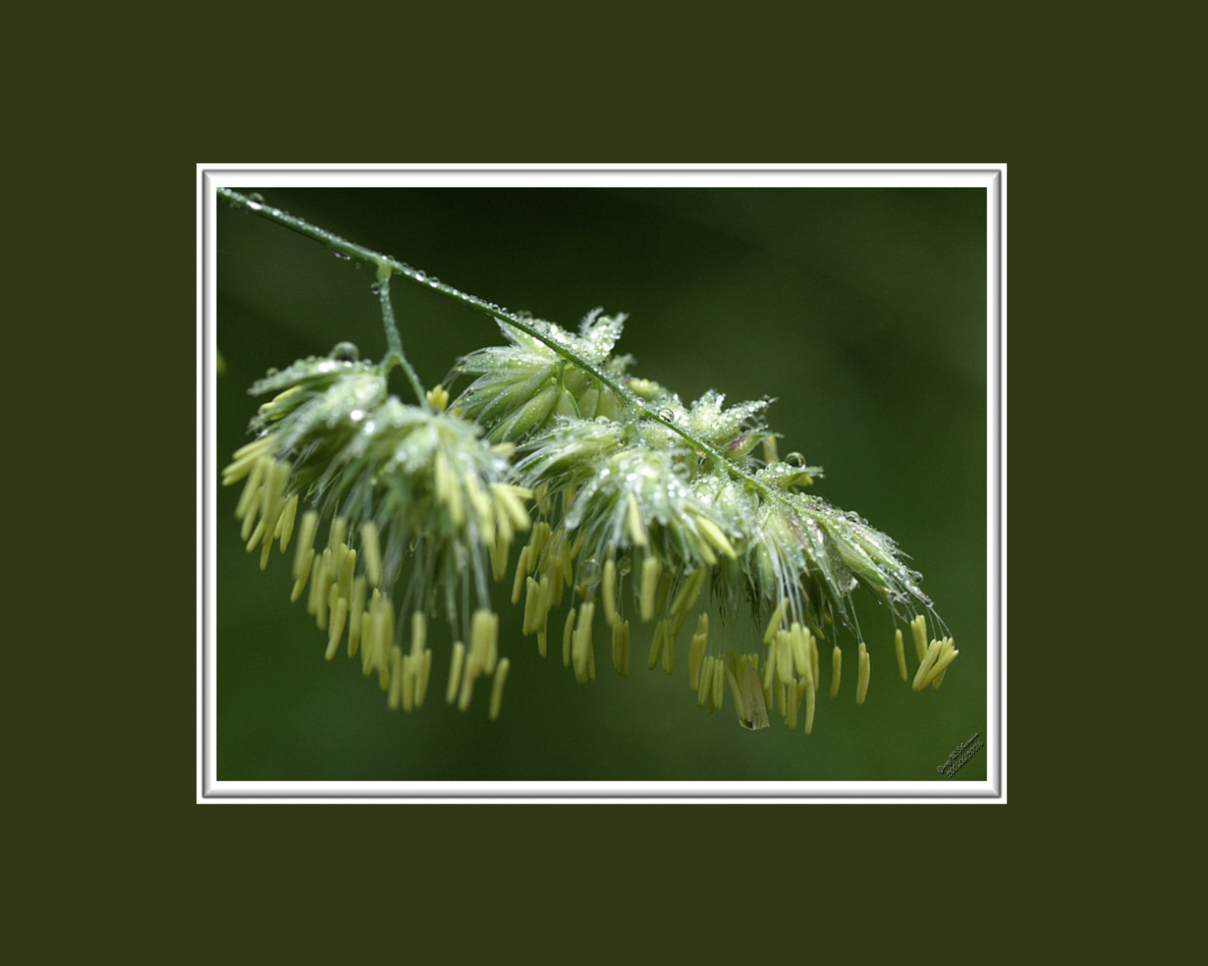 dripping-kentuky-blue-grass-framed