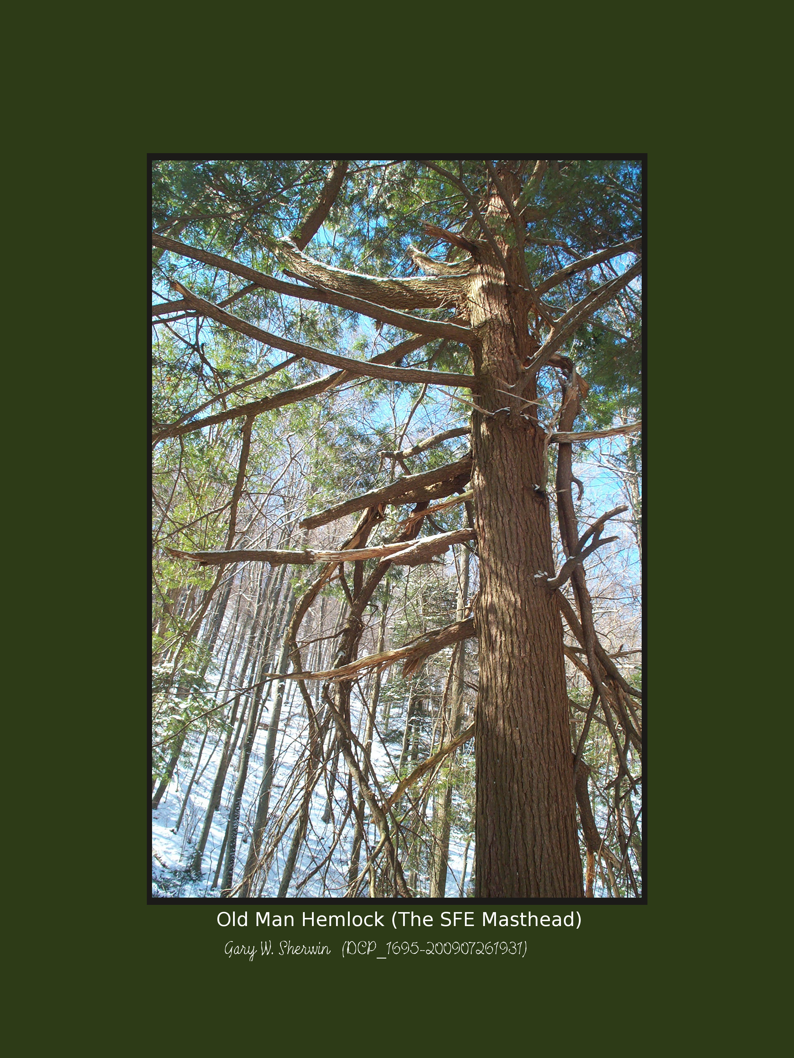 matted-dcp-1695