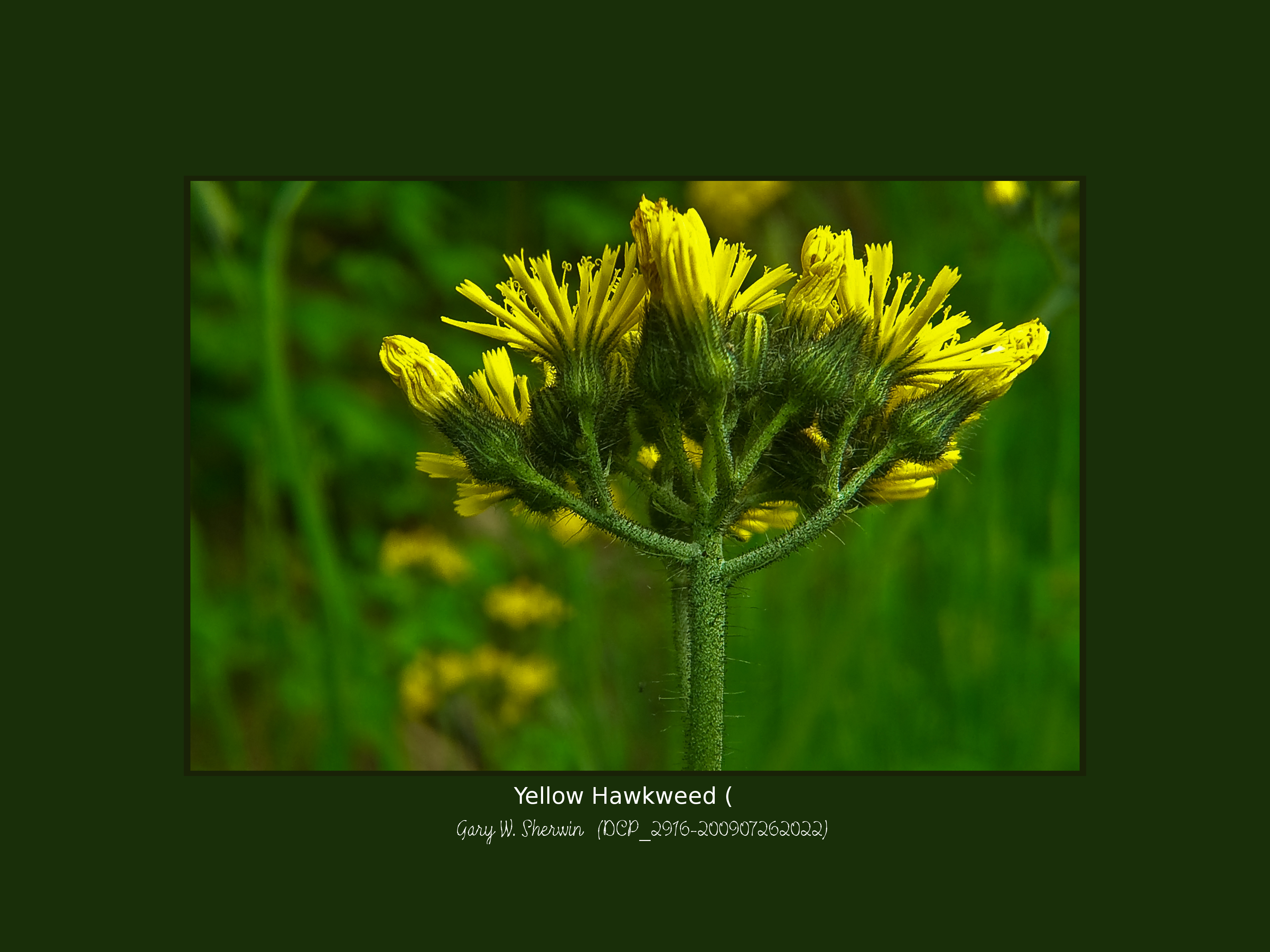 matted-dcp-2916