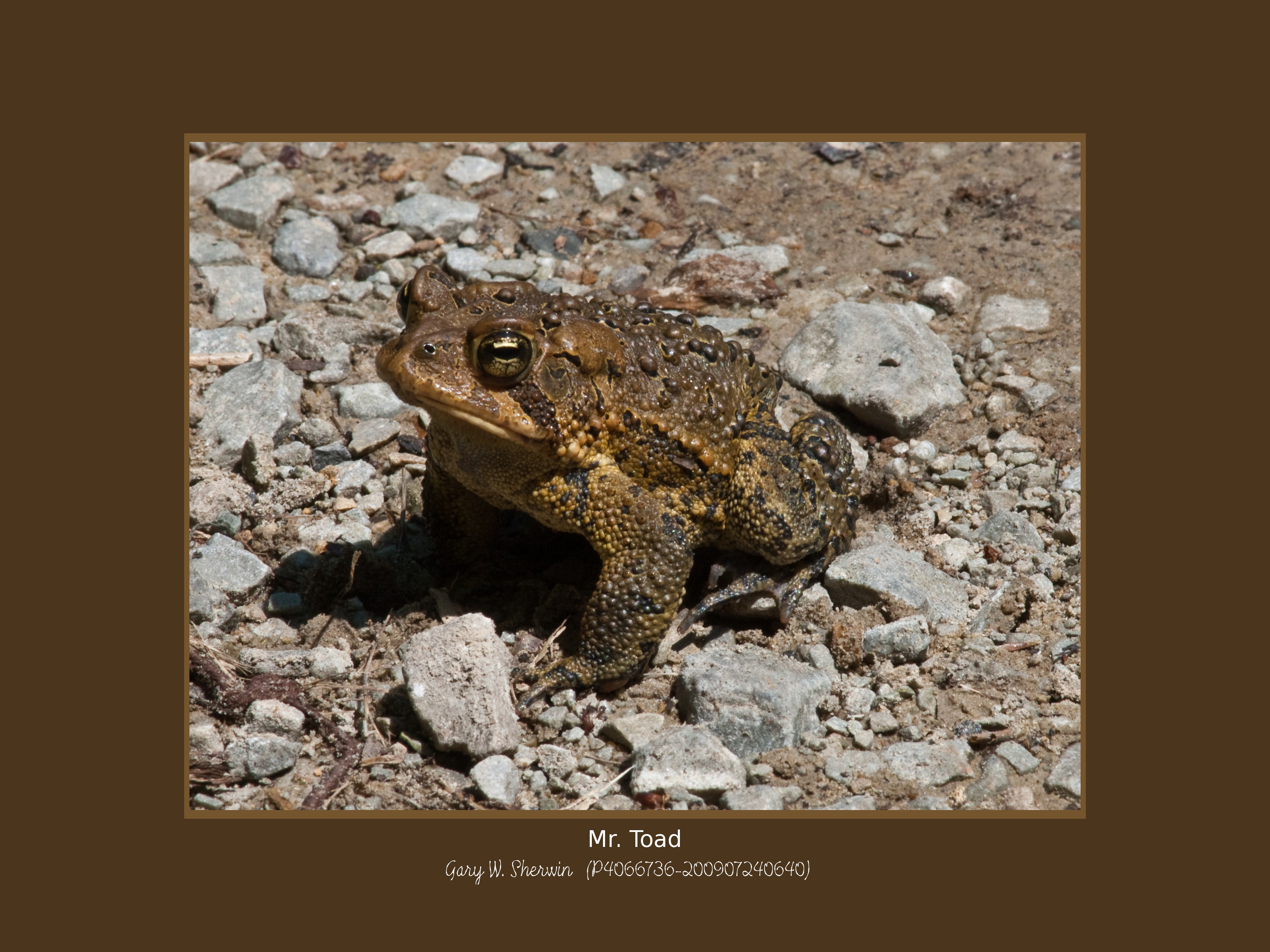 matted-p4066736
