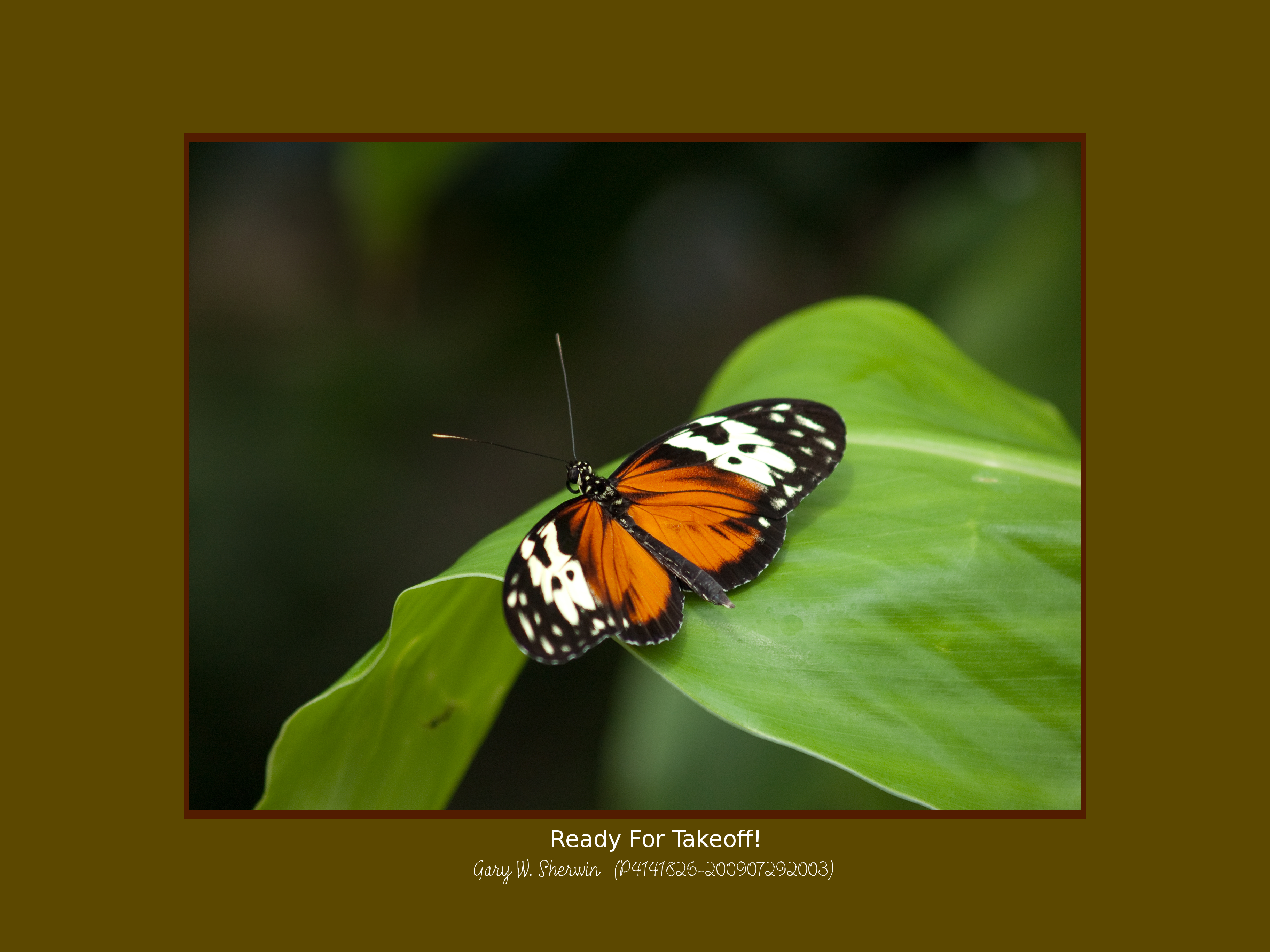 matted-p4141826