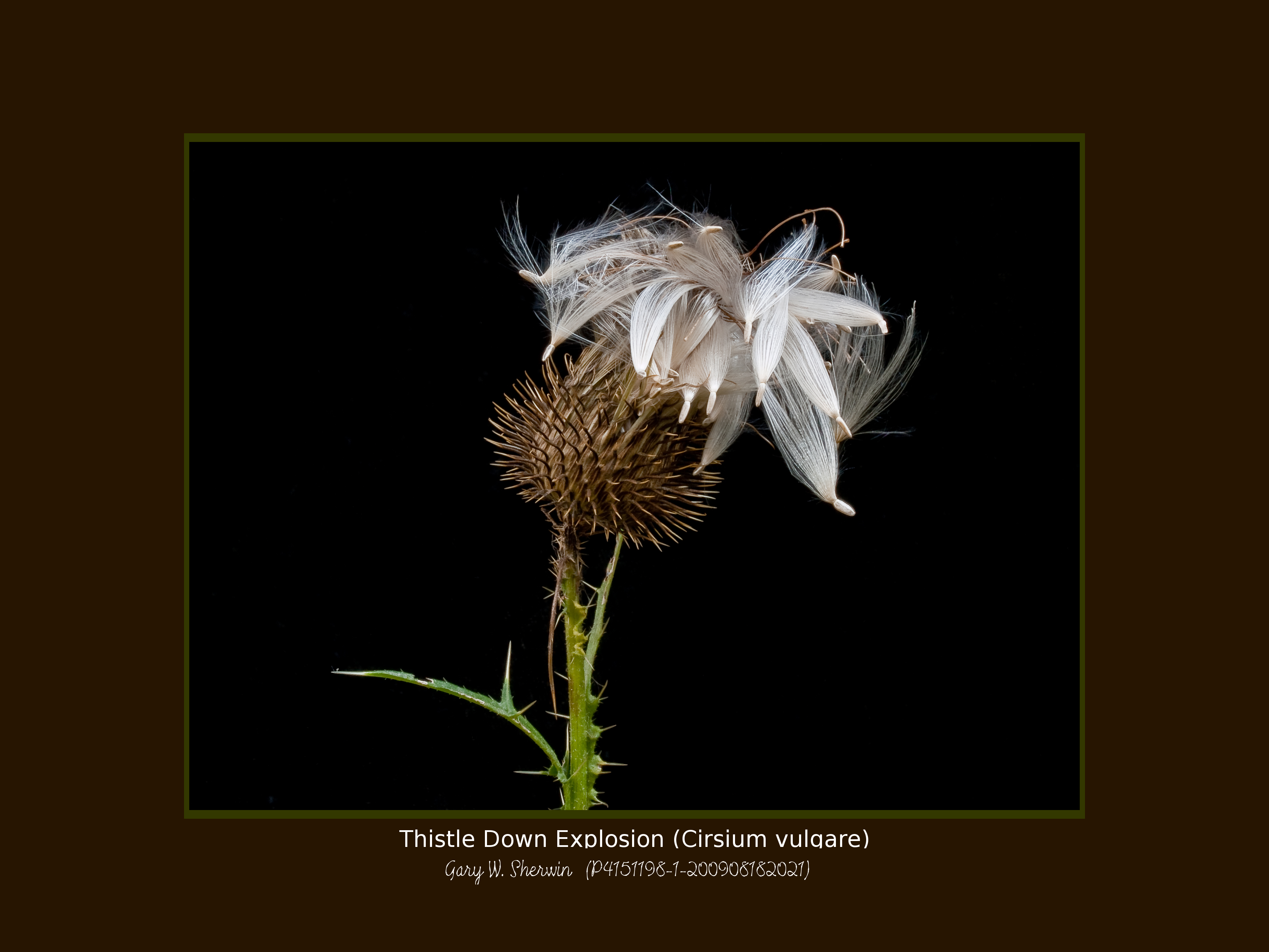matted-p4151198-1