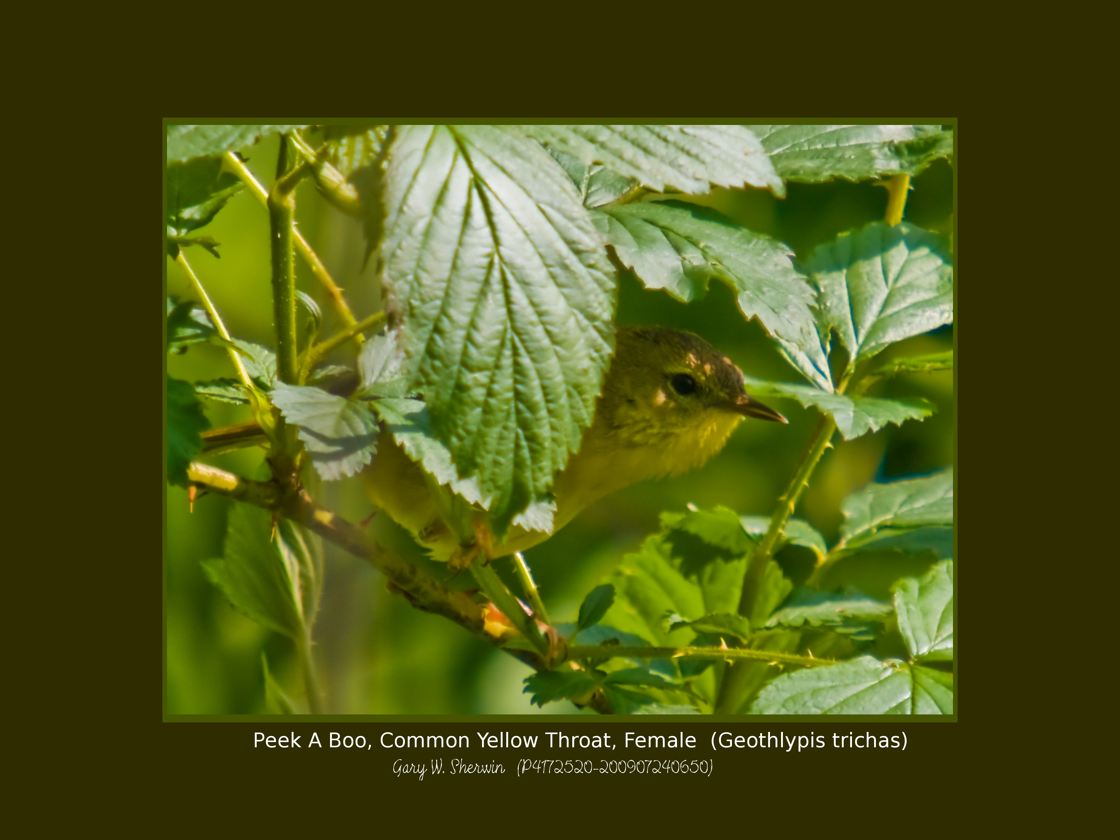 matted-p4172520