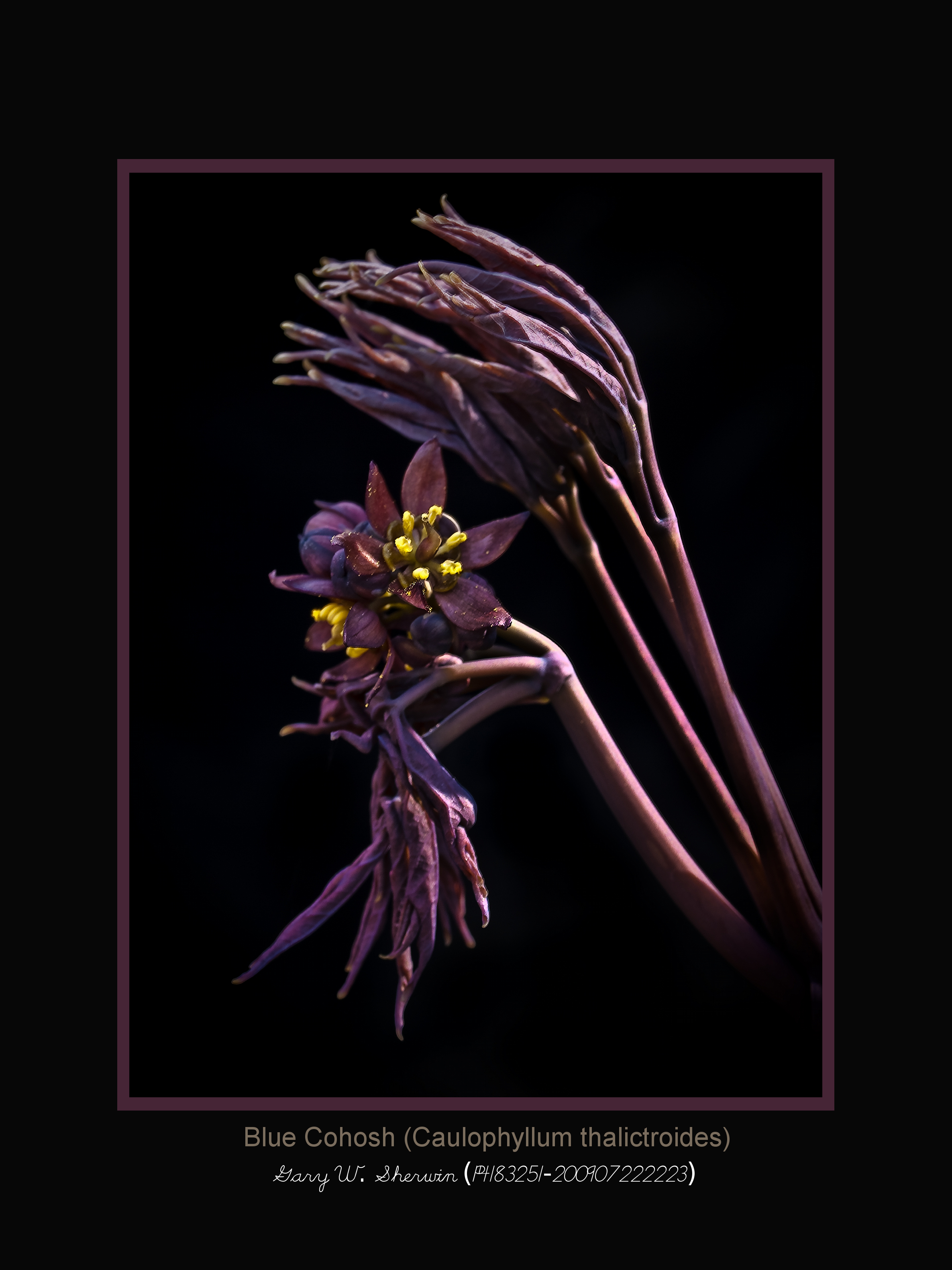 matted-p4183251