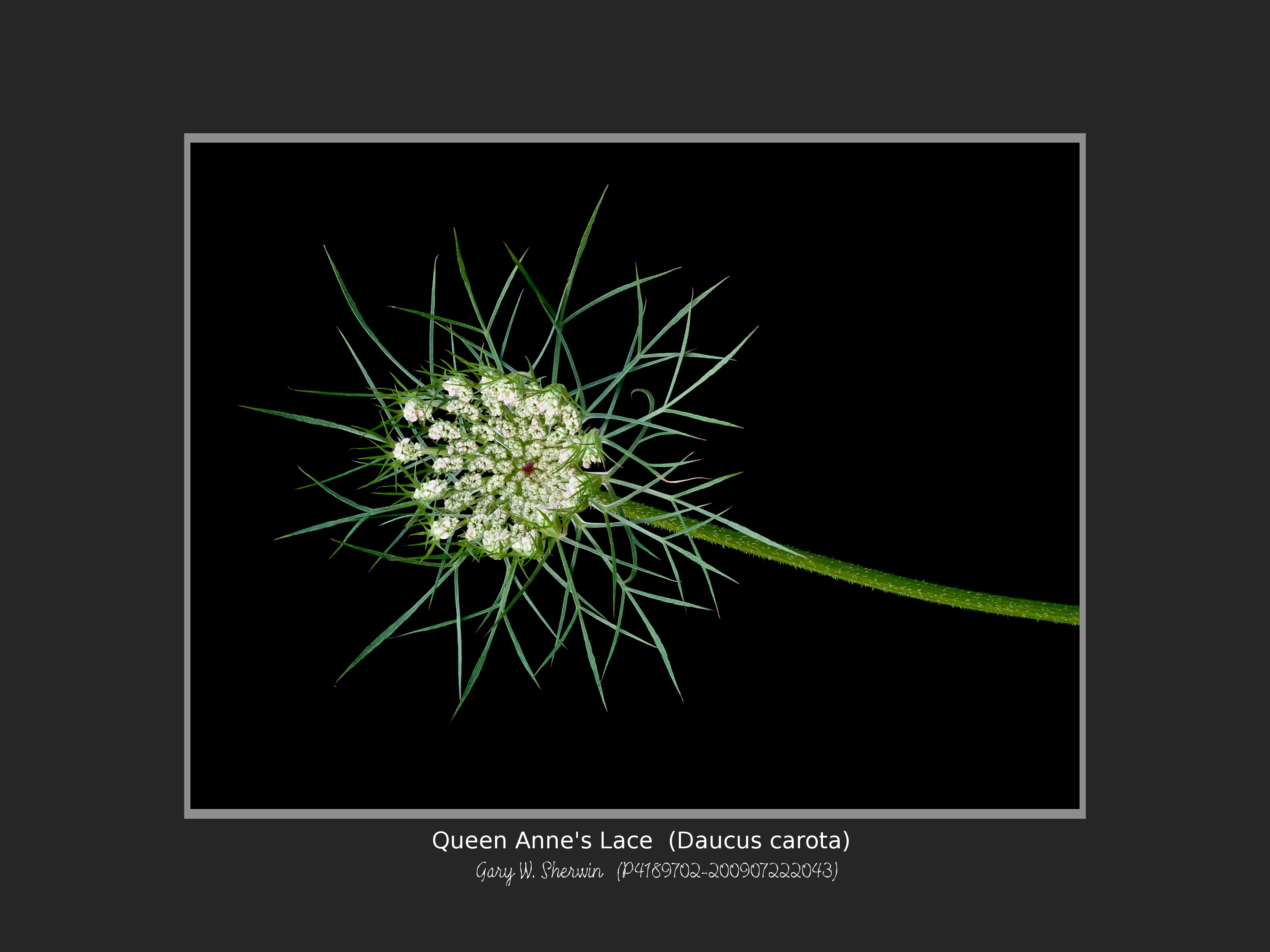 matted-p4189702