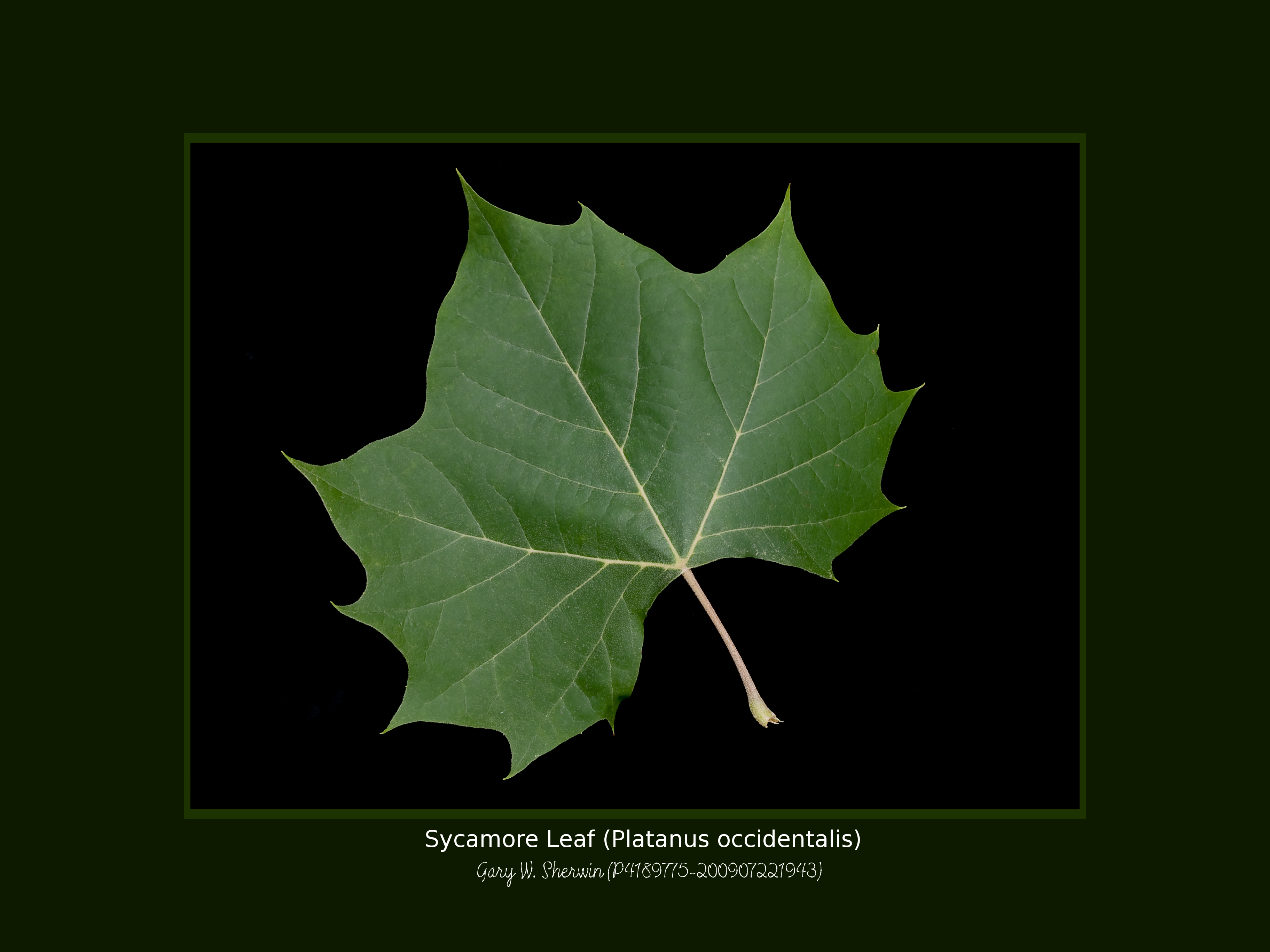 matted-p4189775