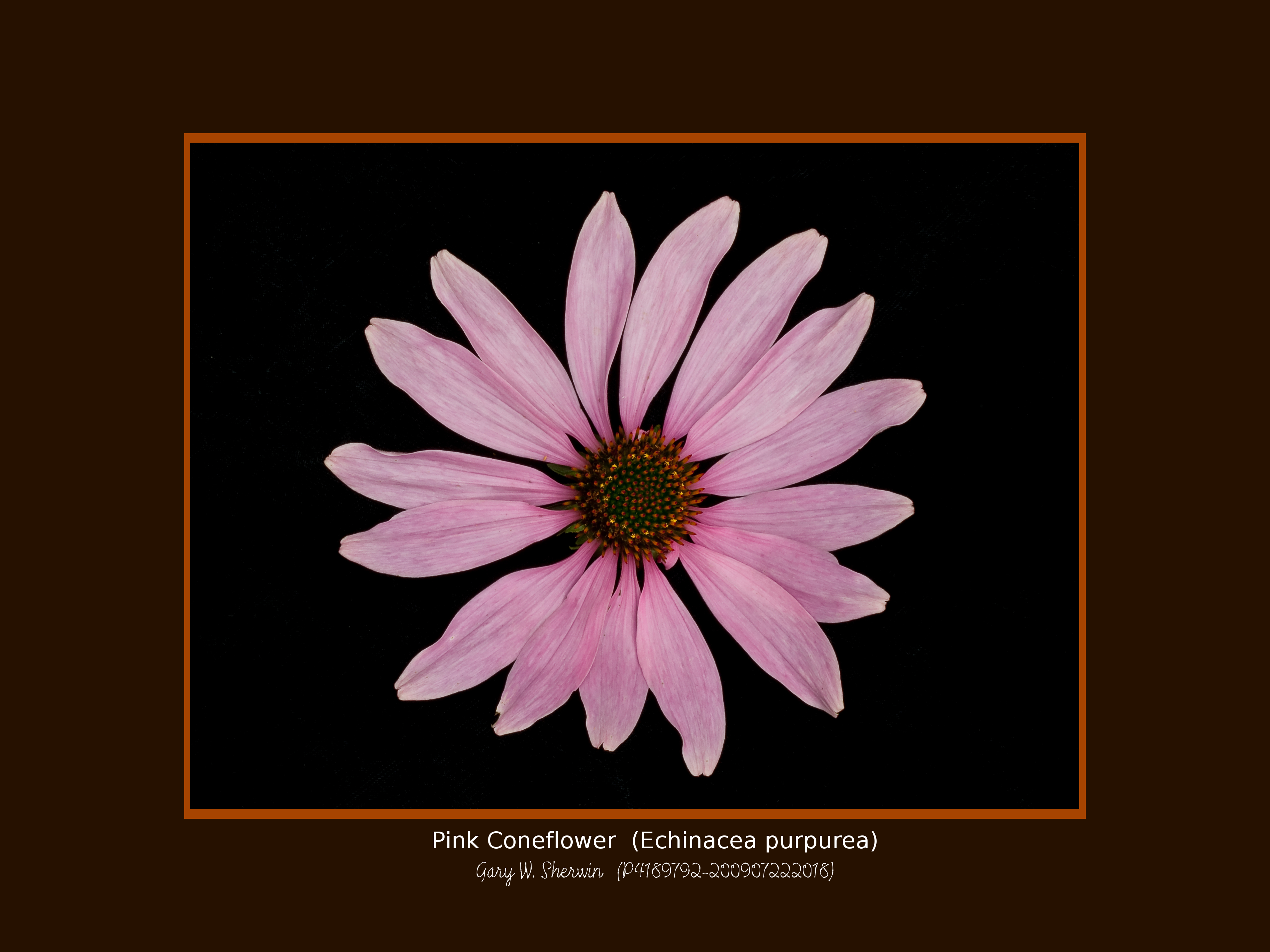 matted-p4189792