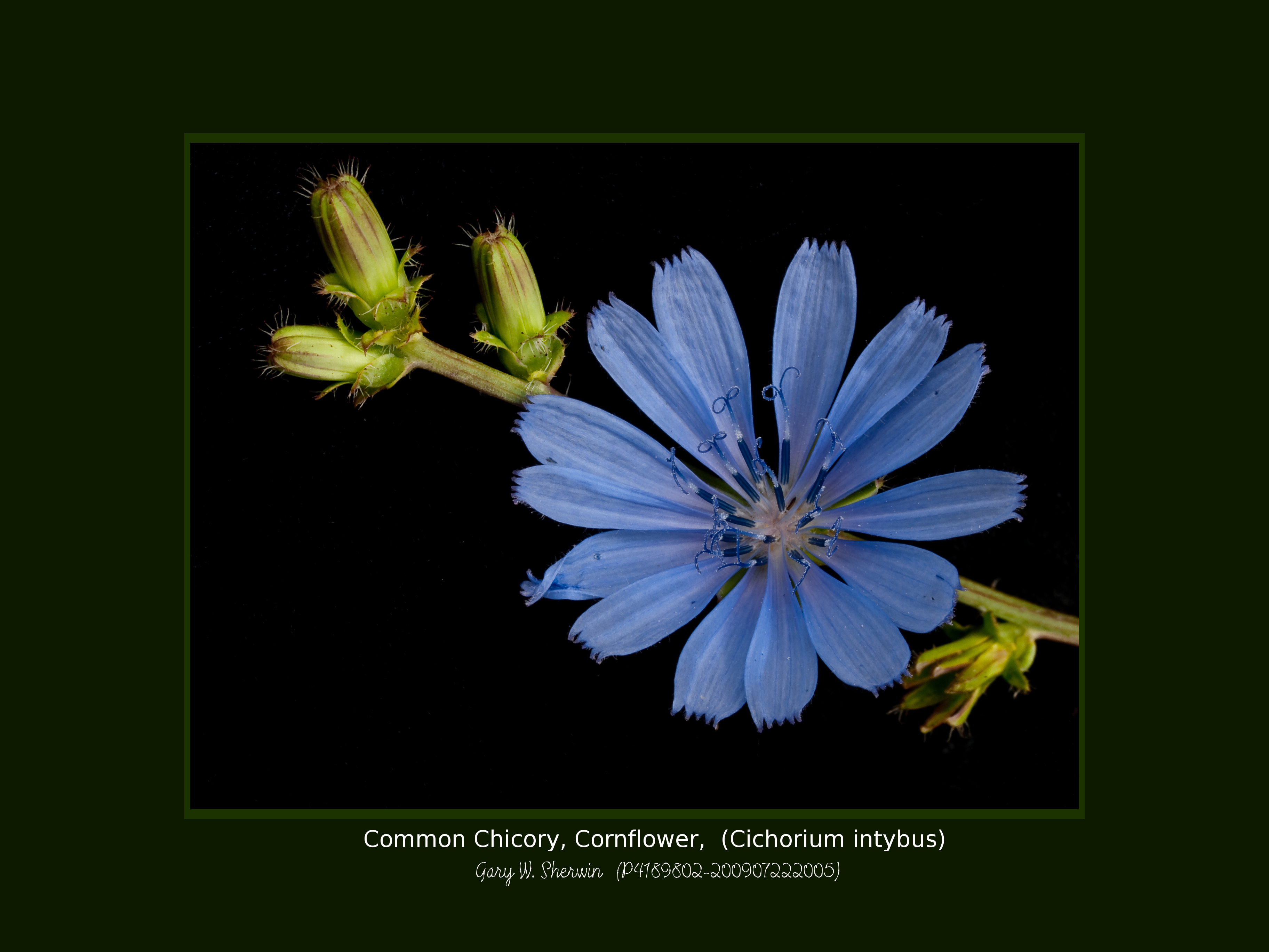 matted-p4189802