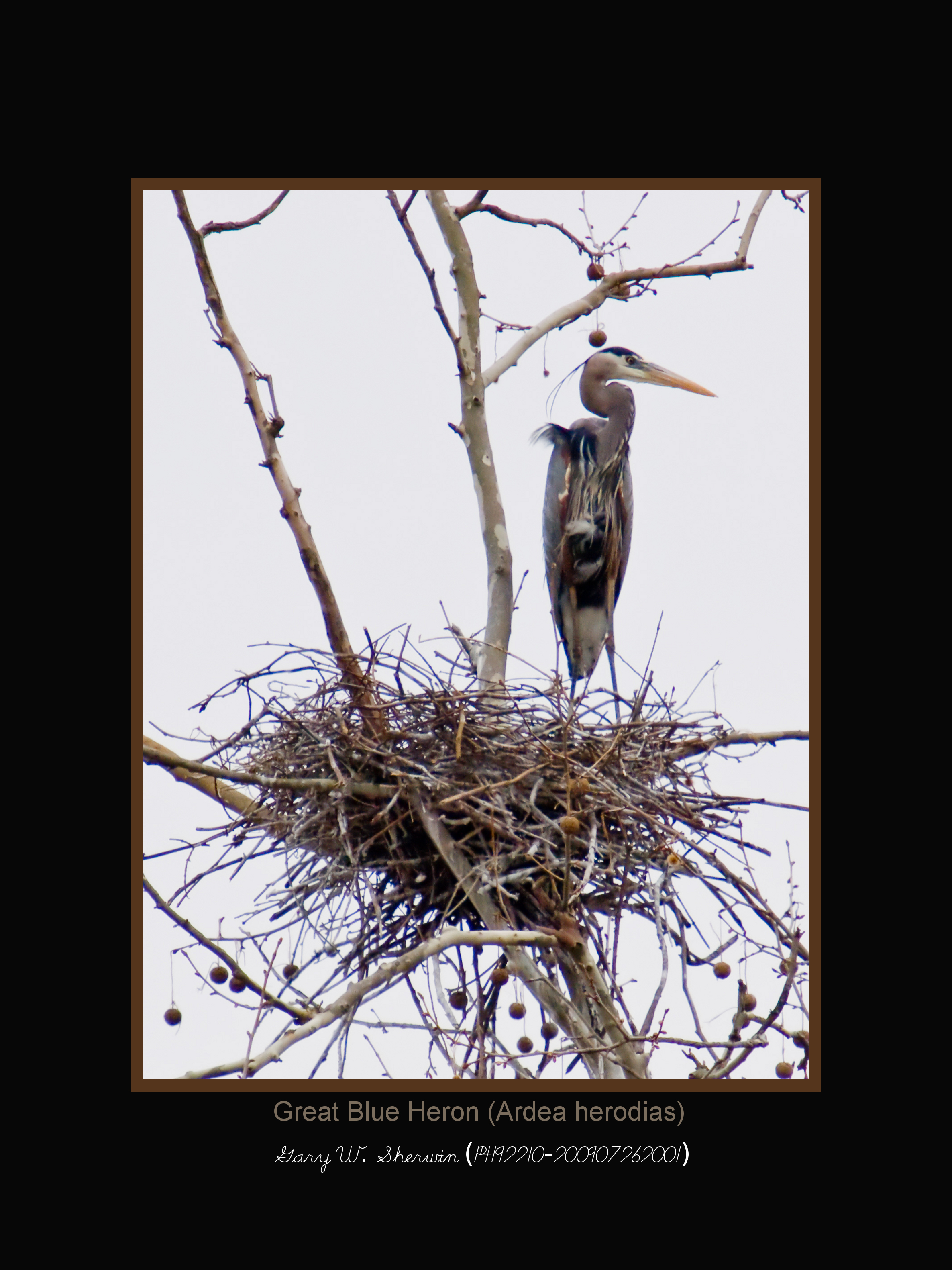 matted-p4192210