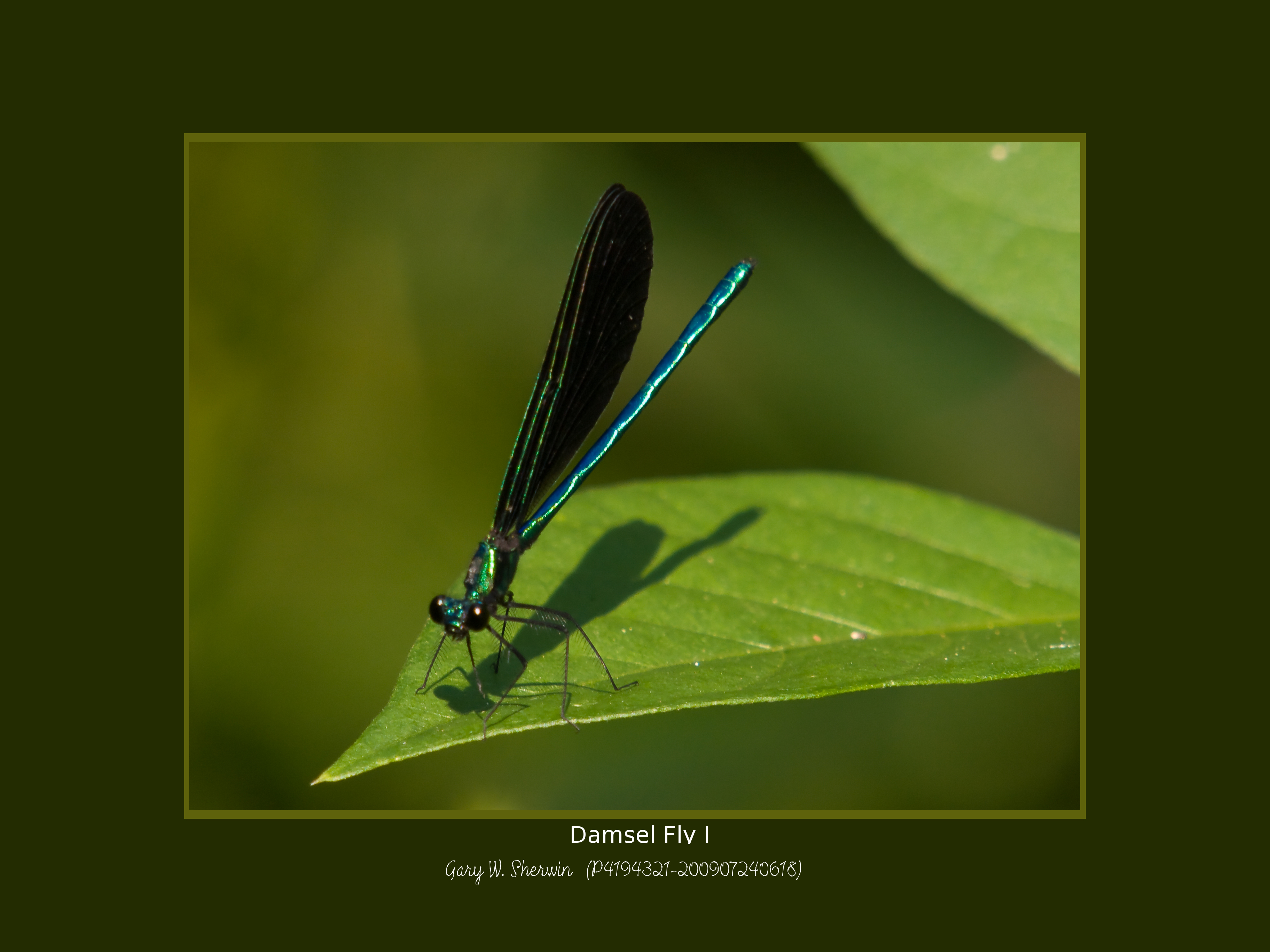 matted-p4194321