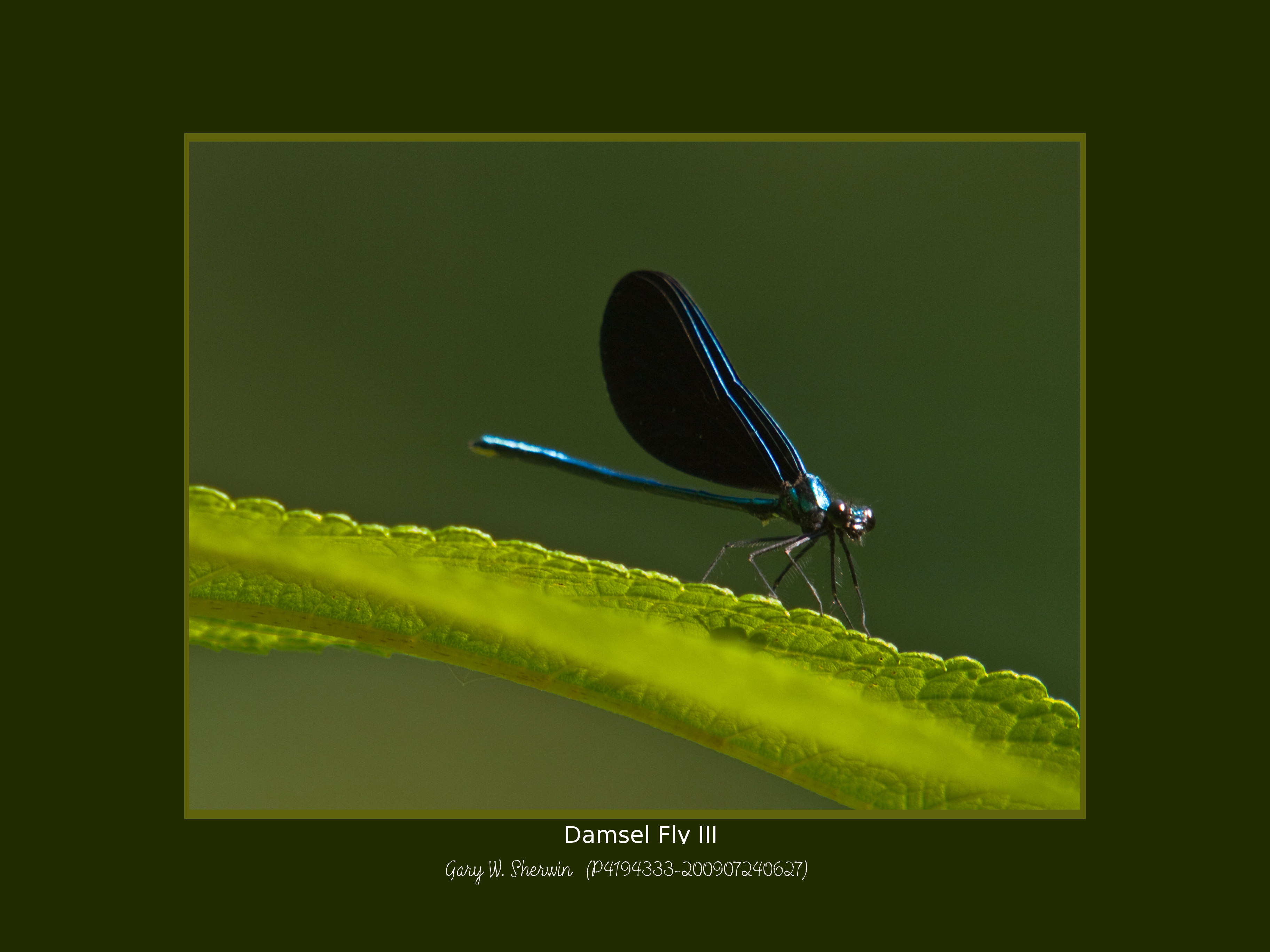 matted-p4194333