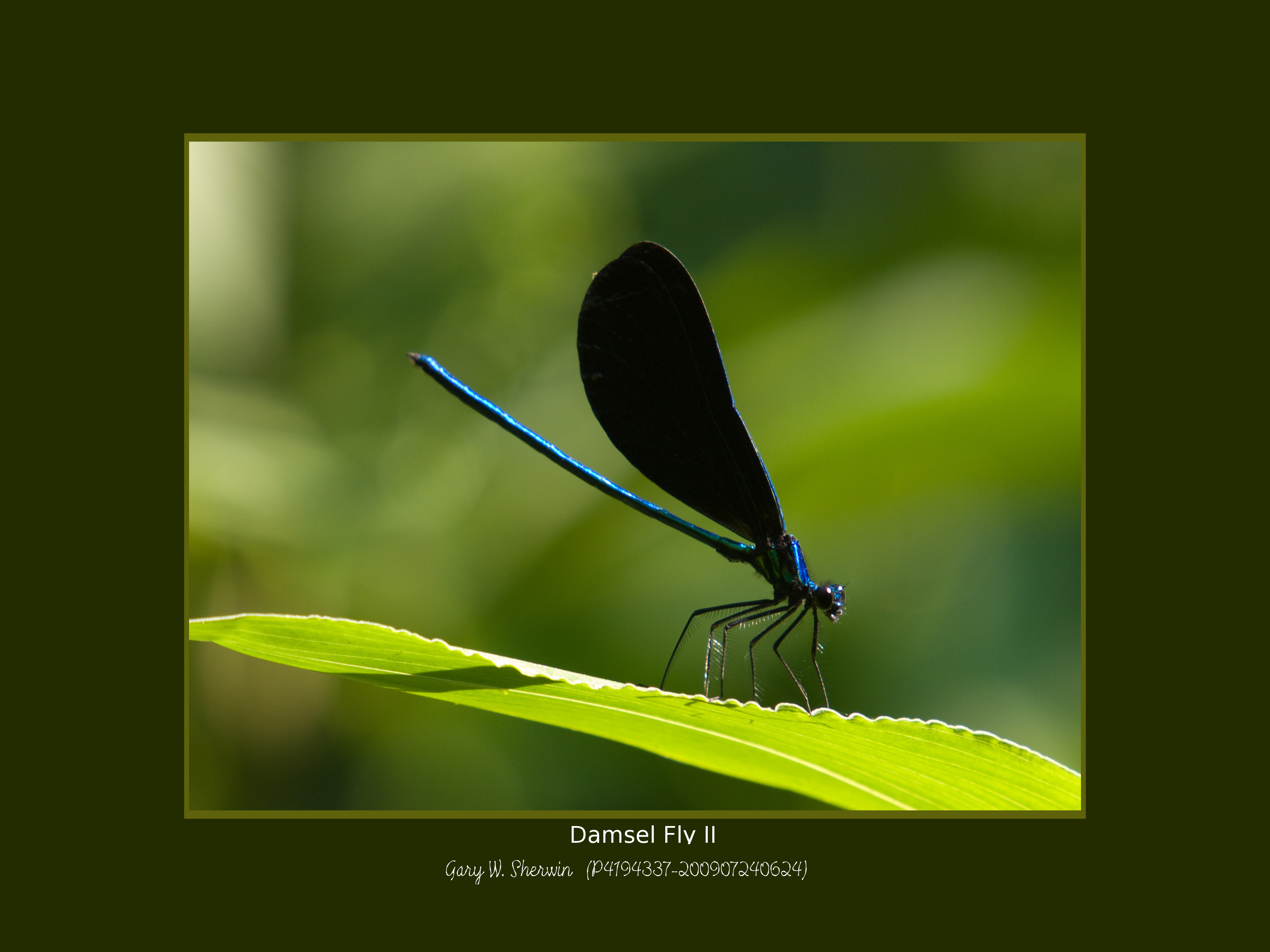 matted-p4194337