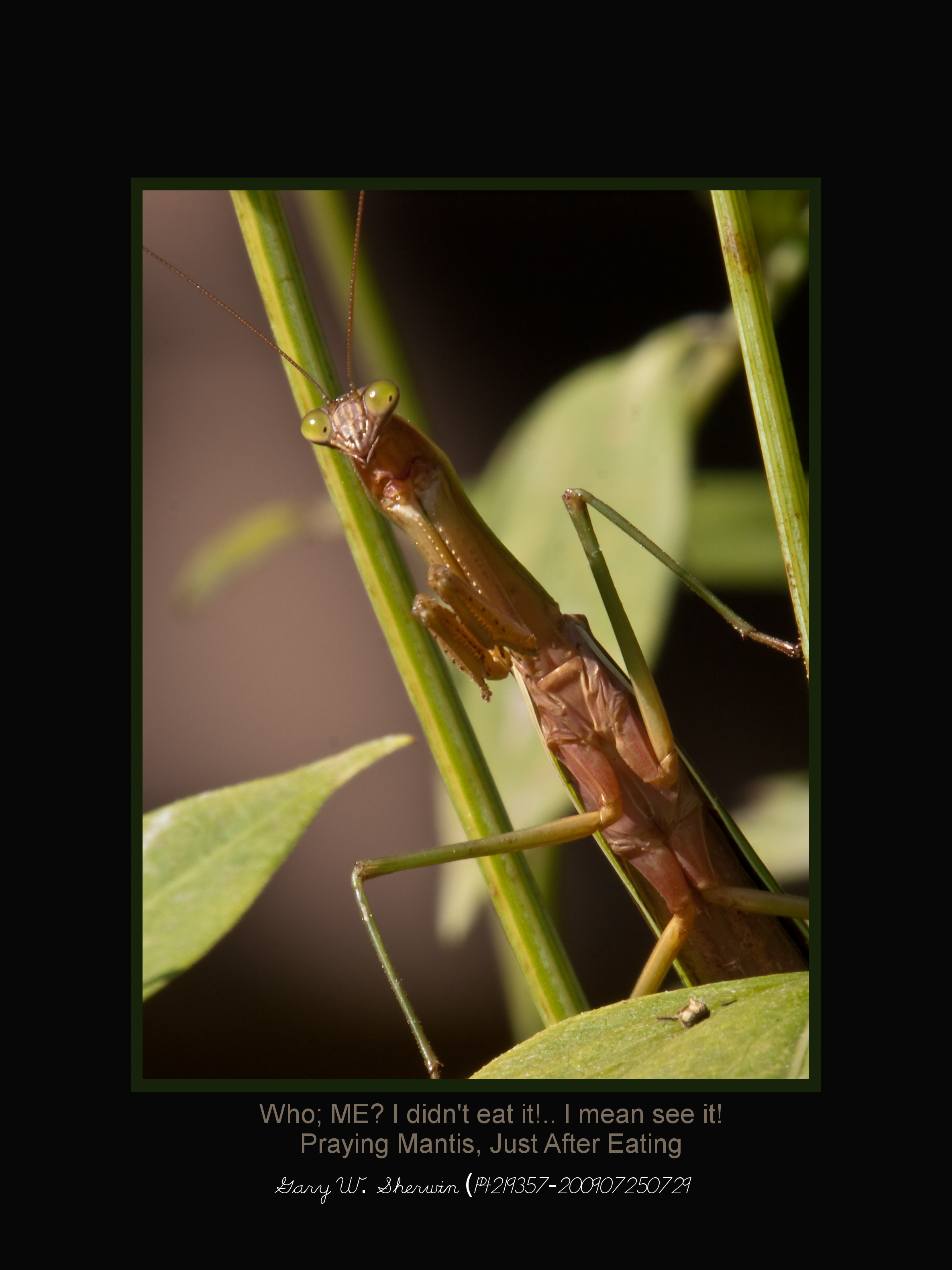 matted-p4219357