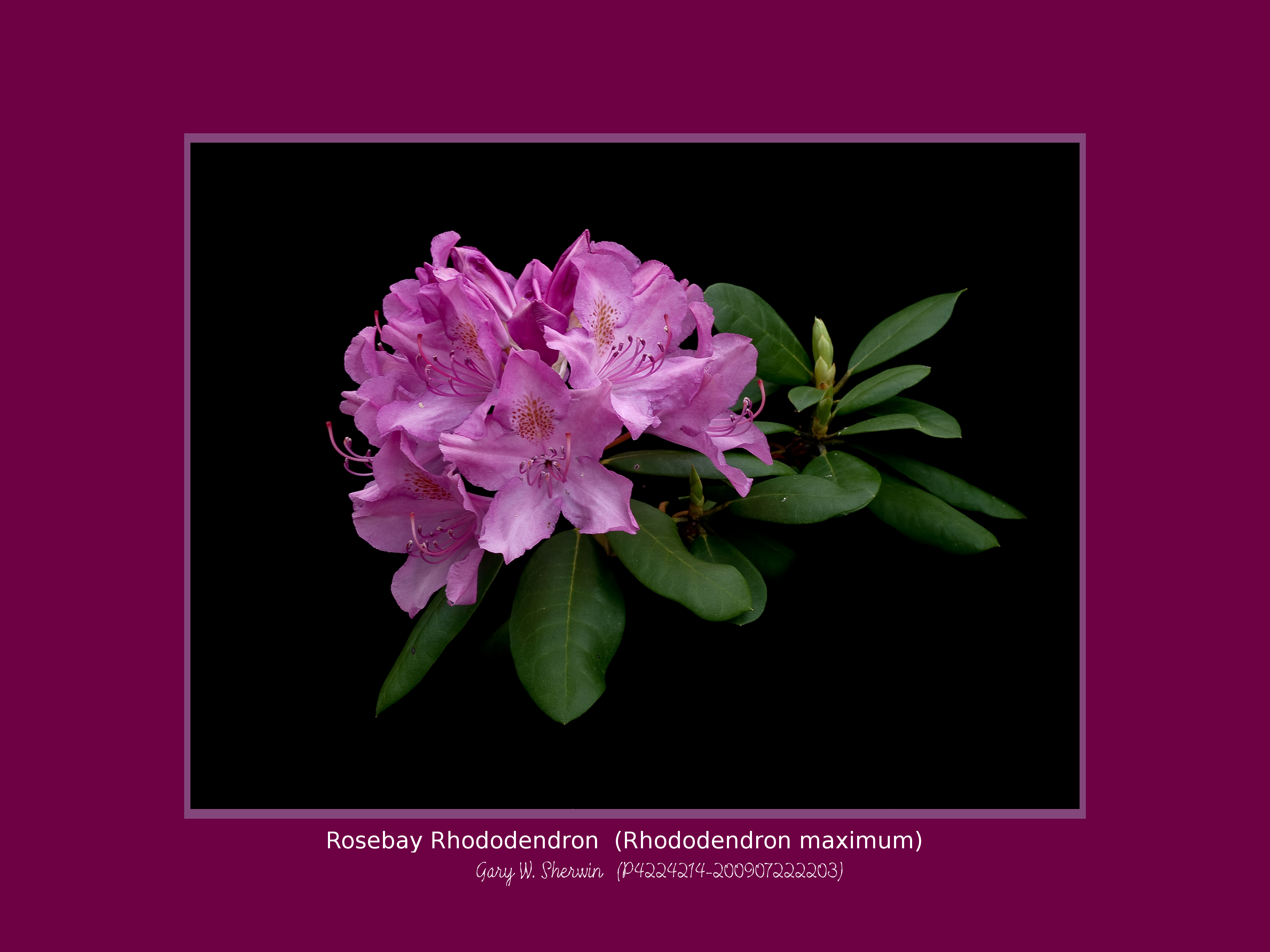 matted-p4224214-4