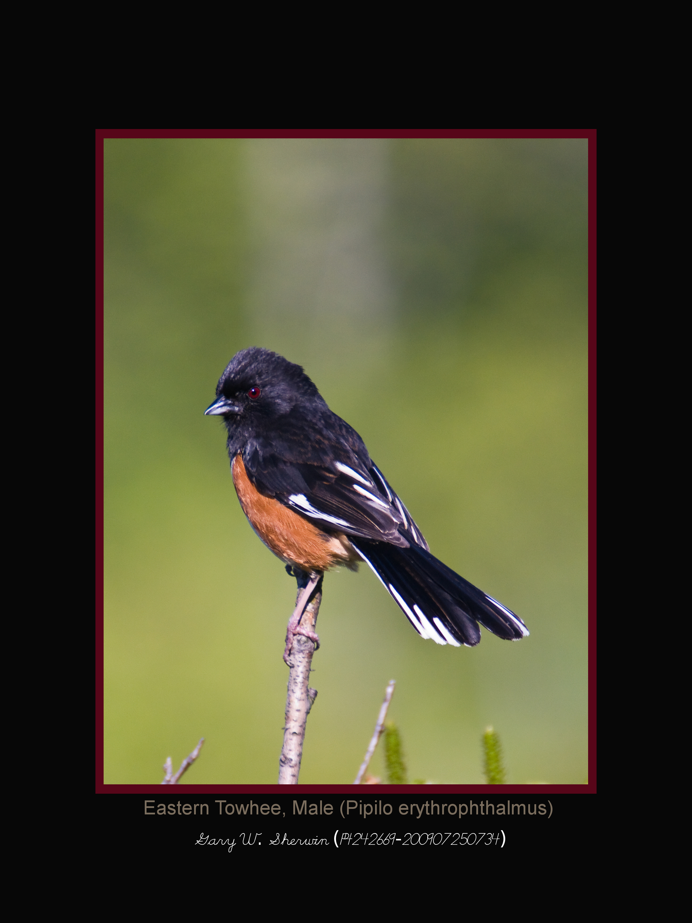 matted-p4242669