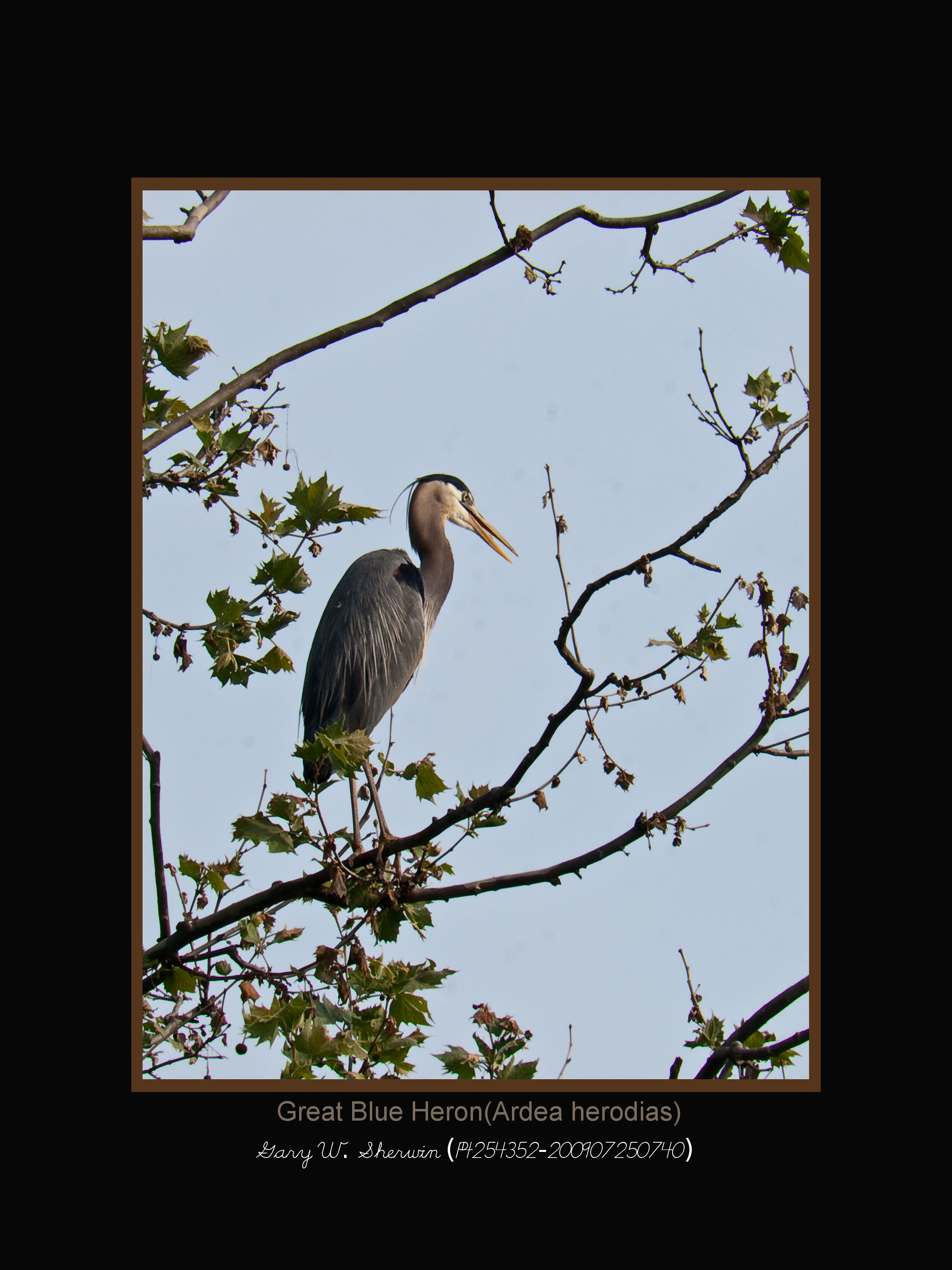 matted-p4254347