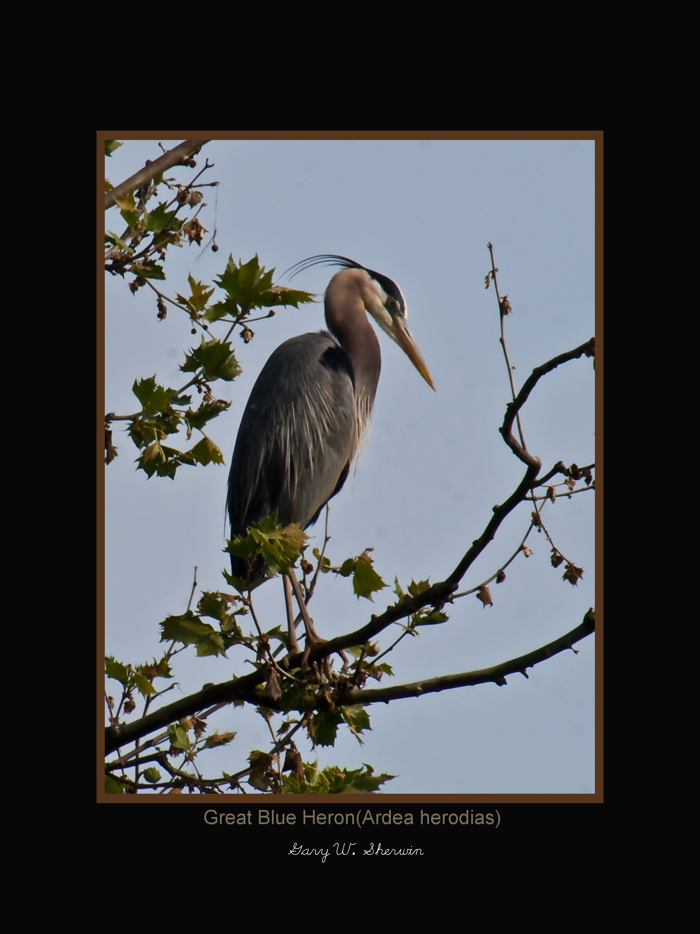 matted-p4254352