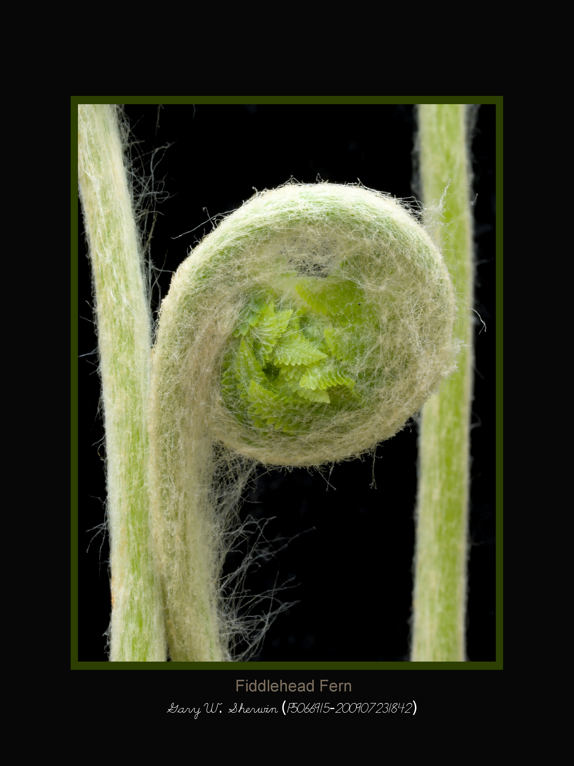 matted-p5066915-02