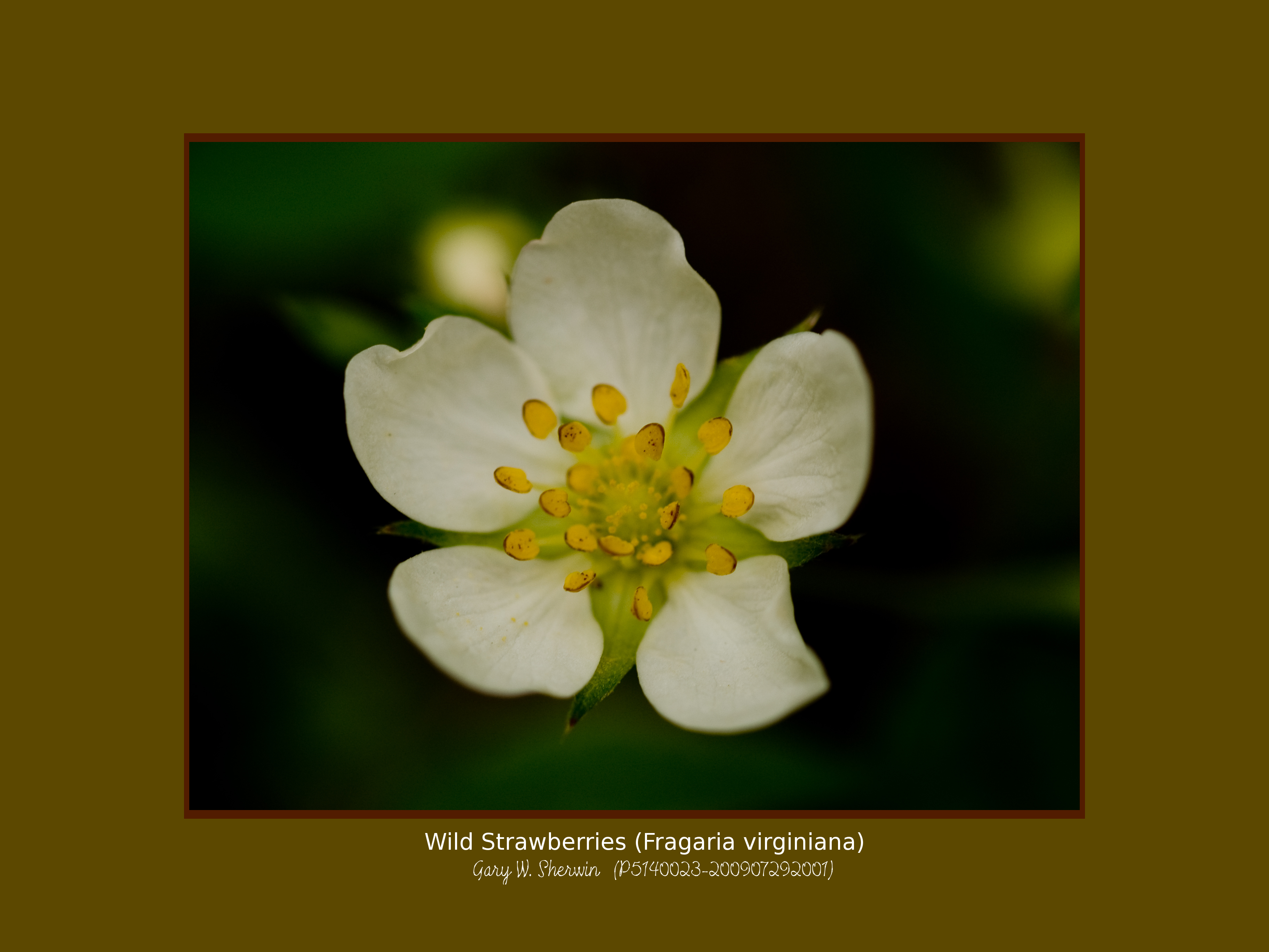 matted-p5140023