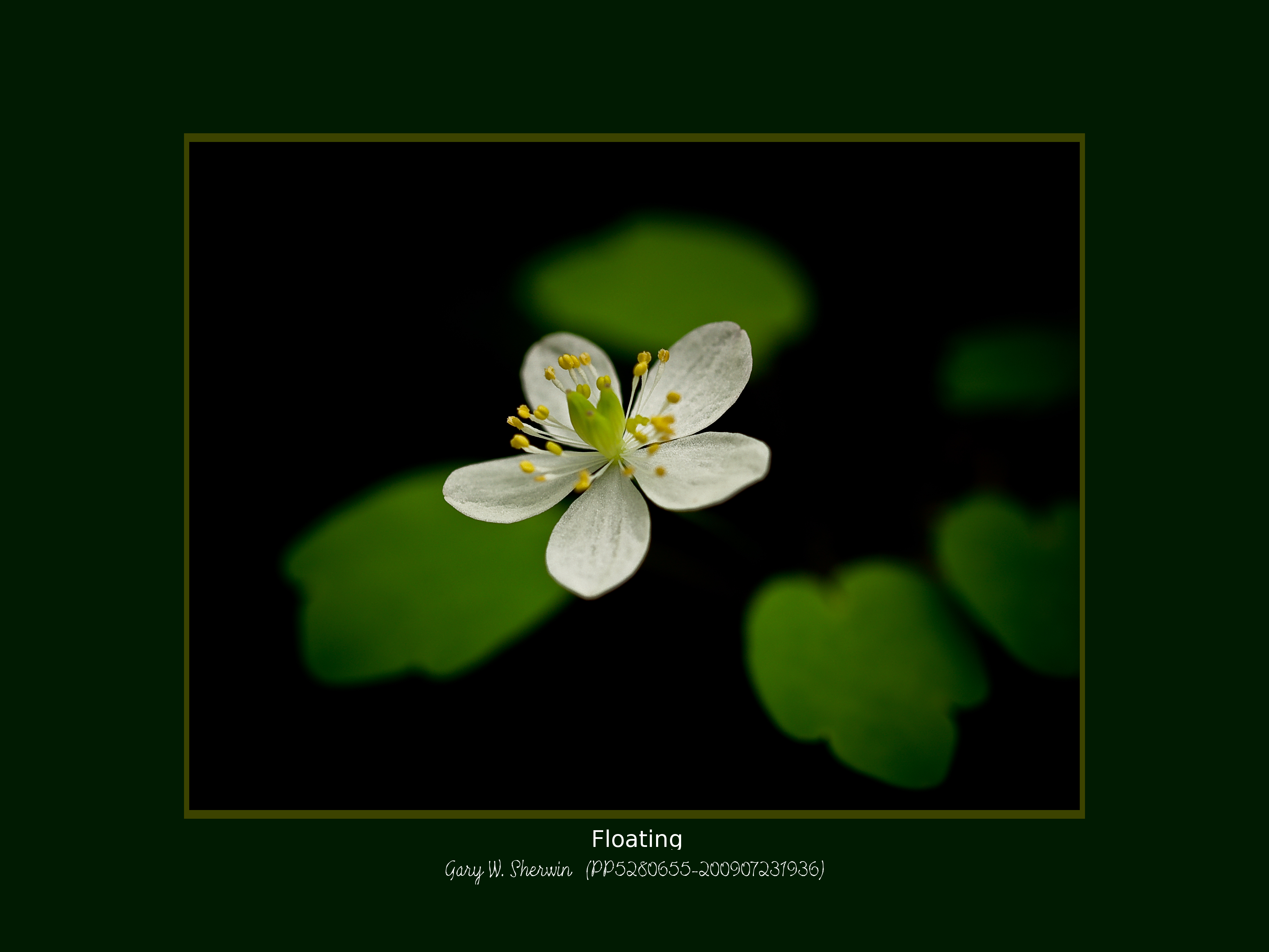 matted-p5280655