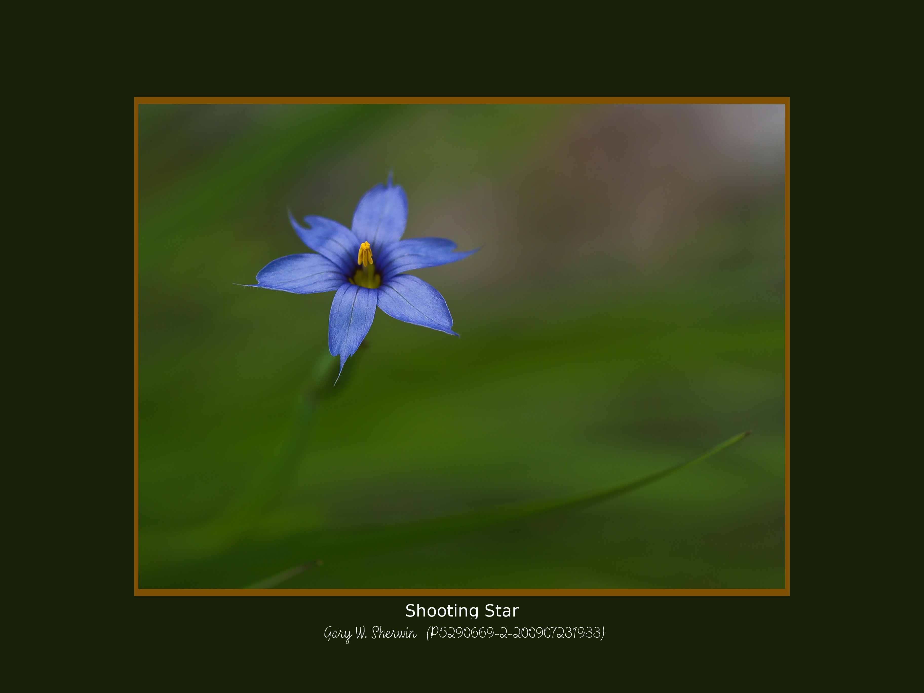 matted-p5290669