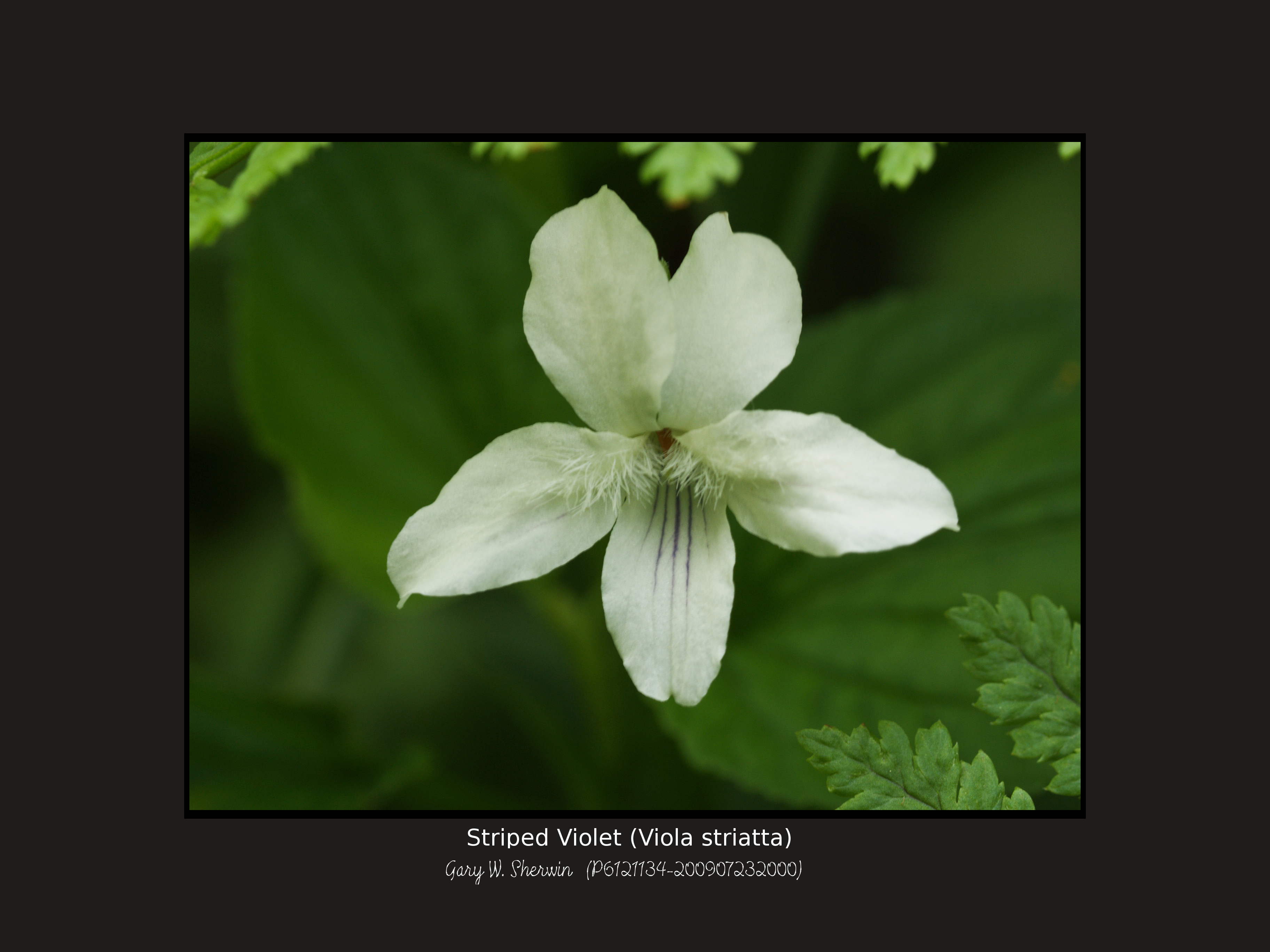 matted-p6121134