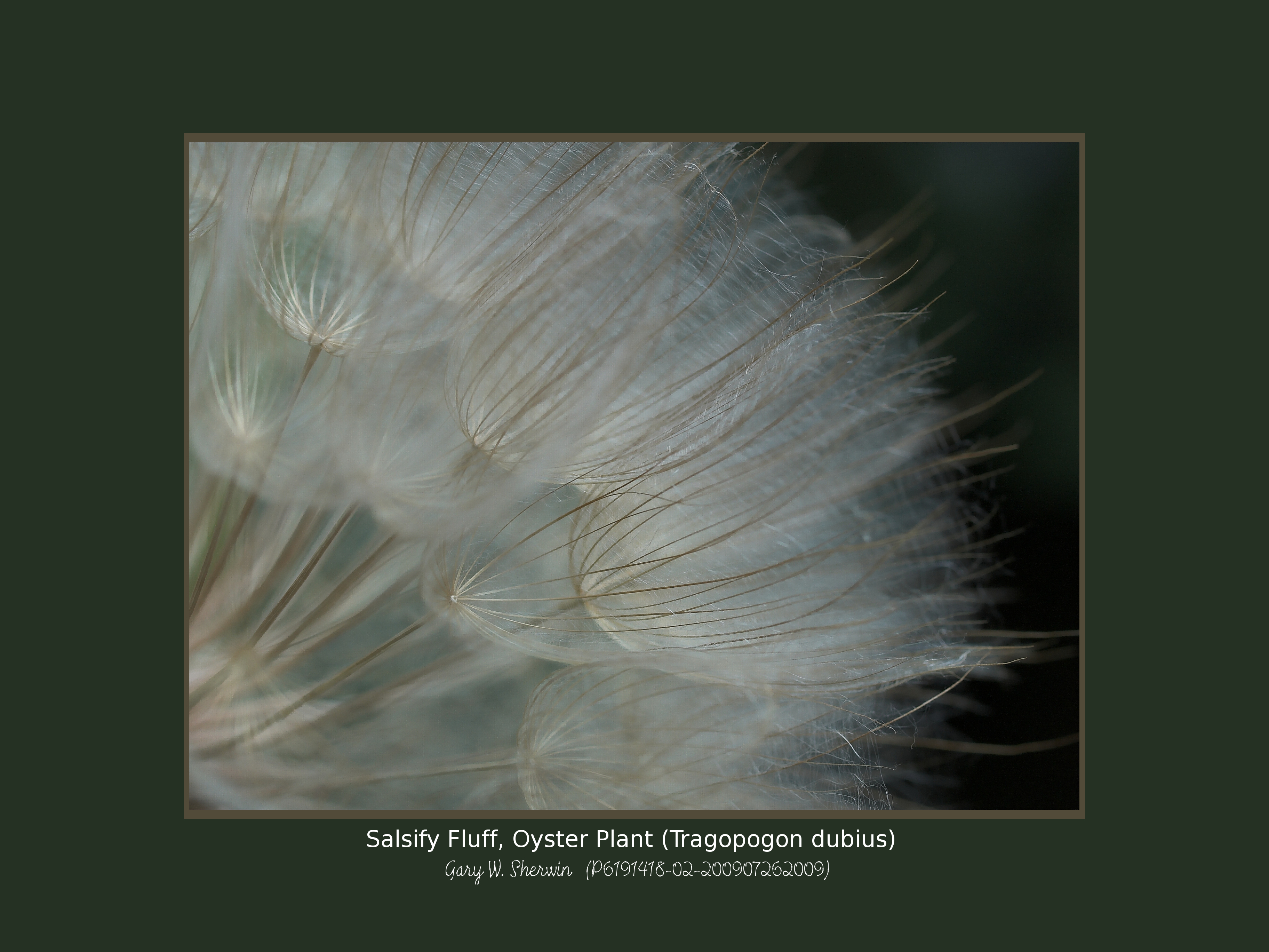 matted-p6191418-02