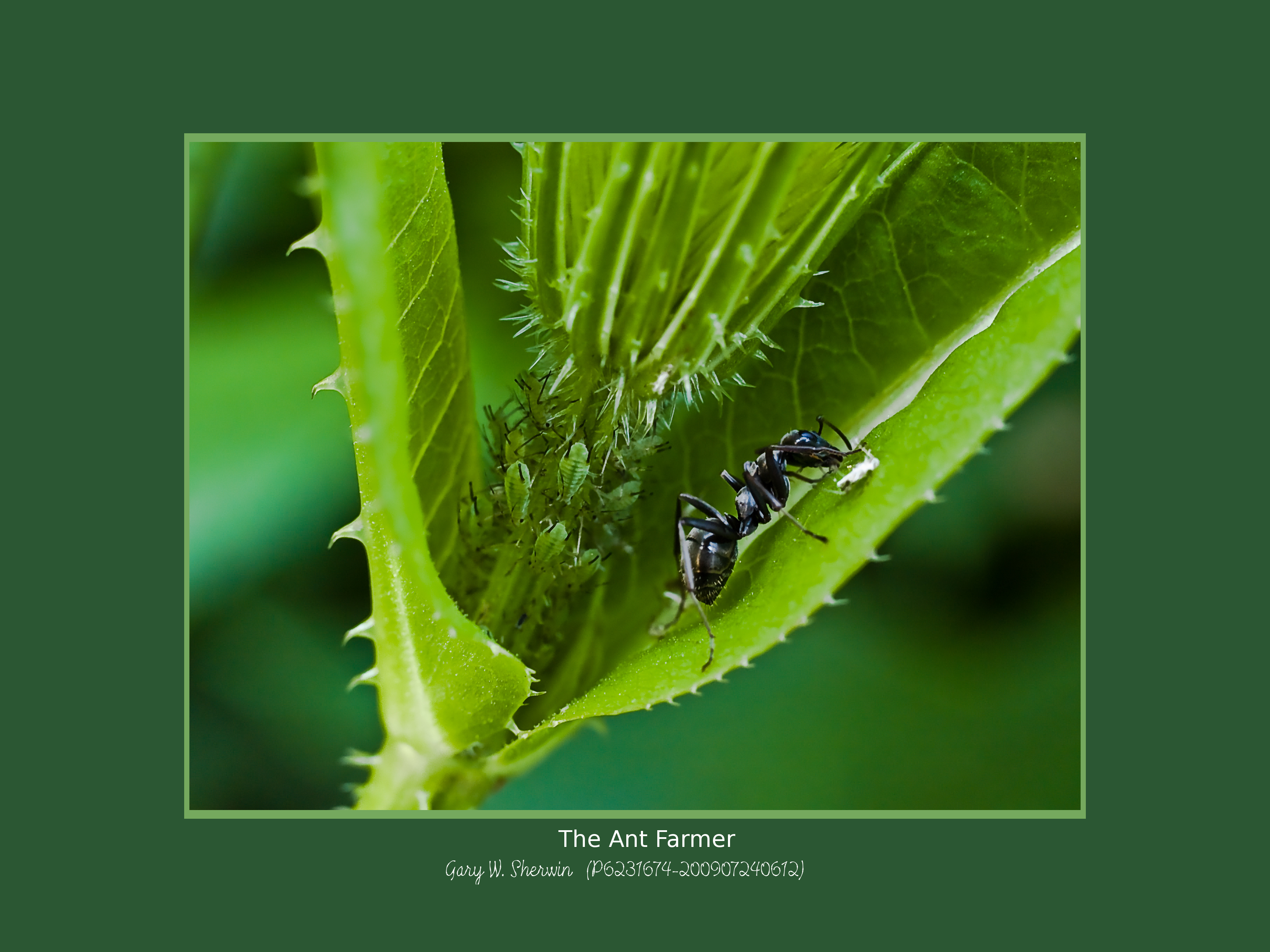 matted-p6231674