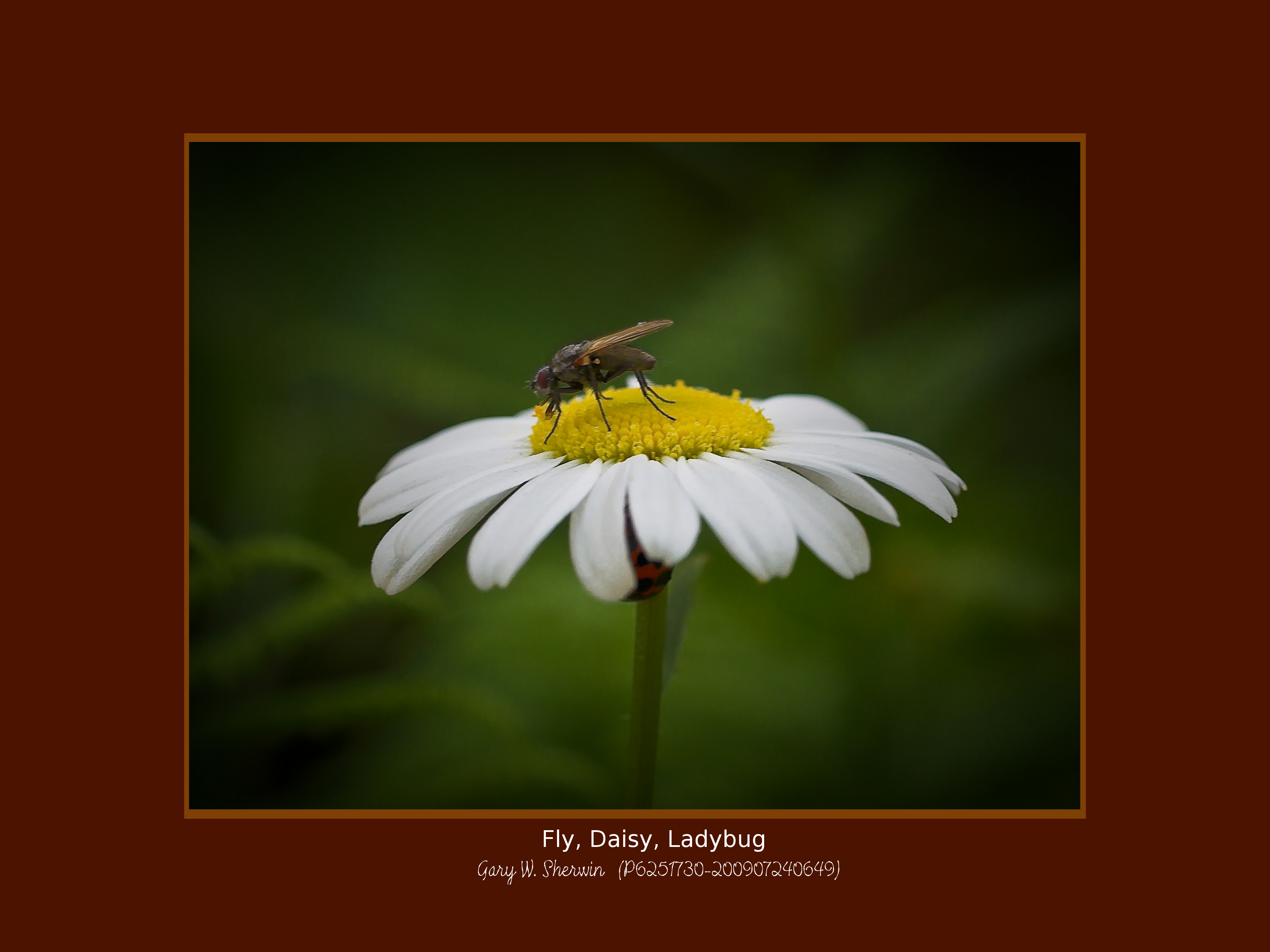 matted-p6251730