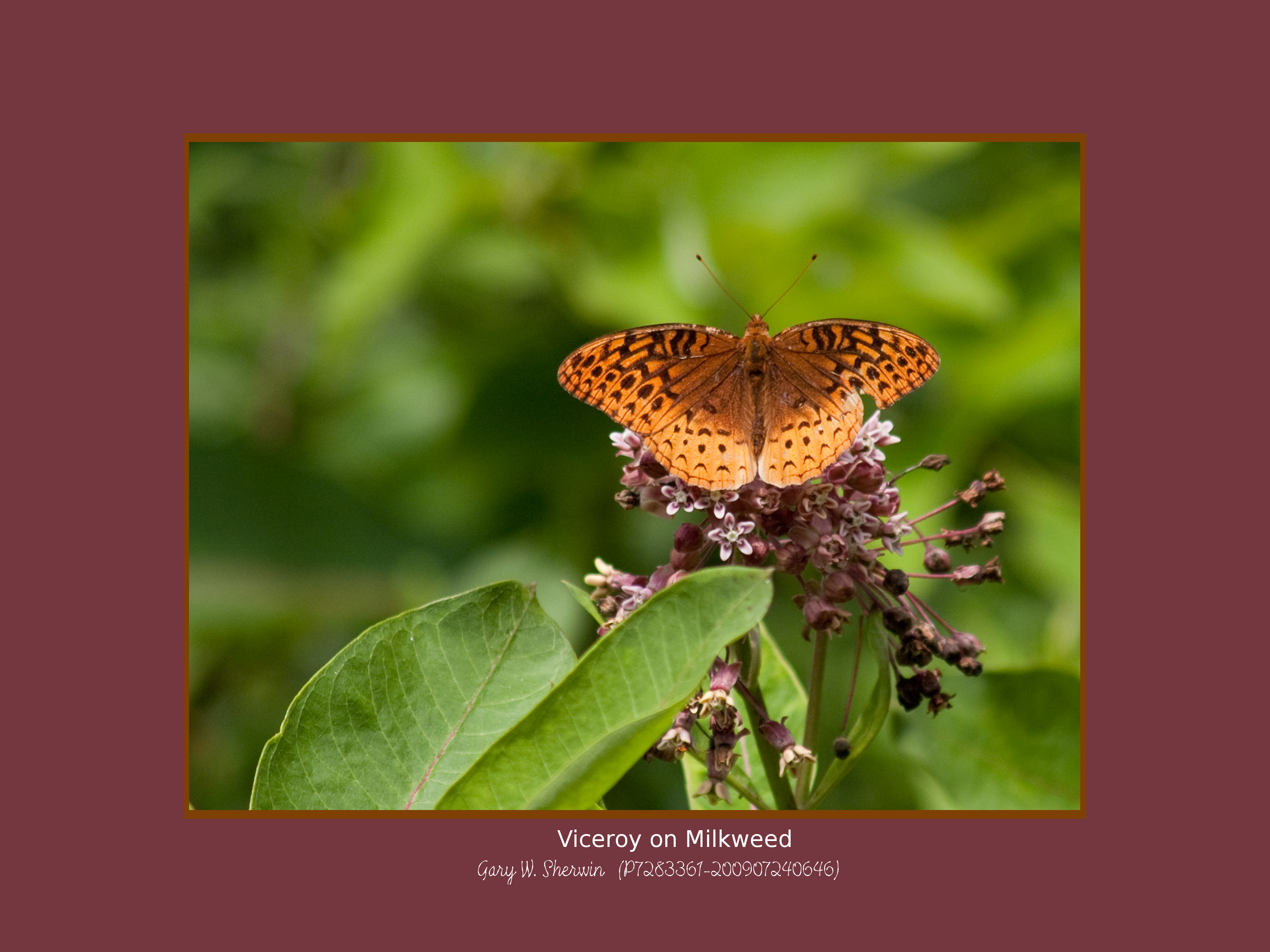 matted-p7283361