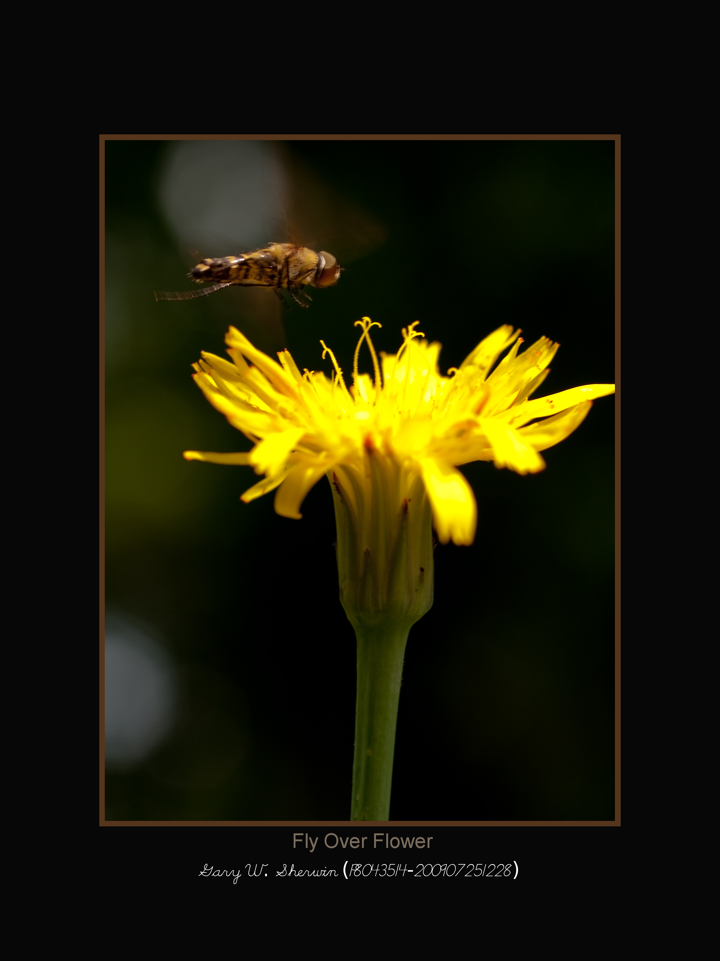 matted-p8043514