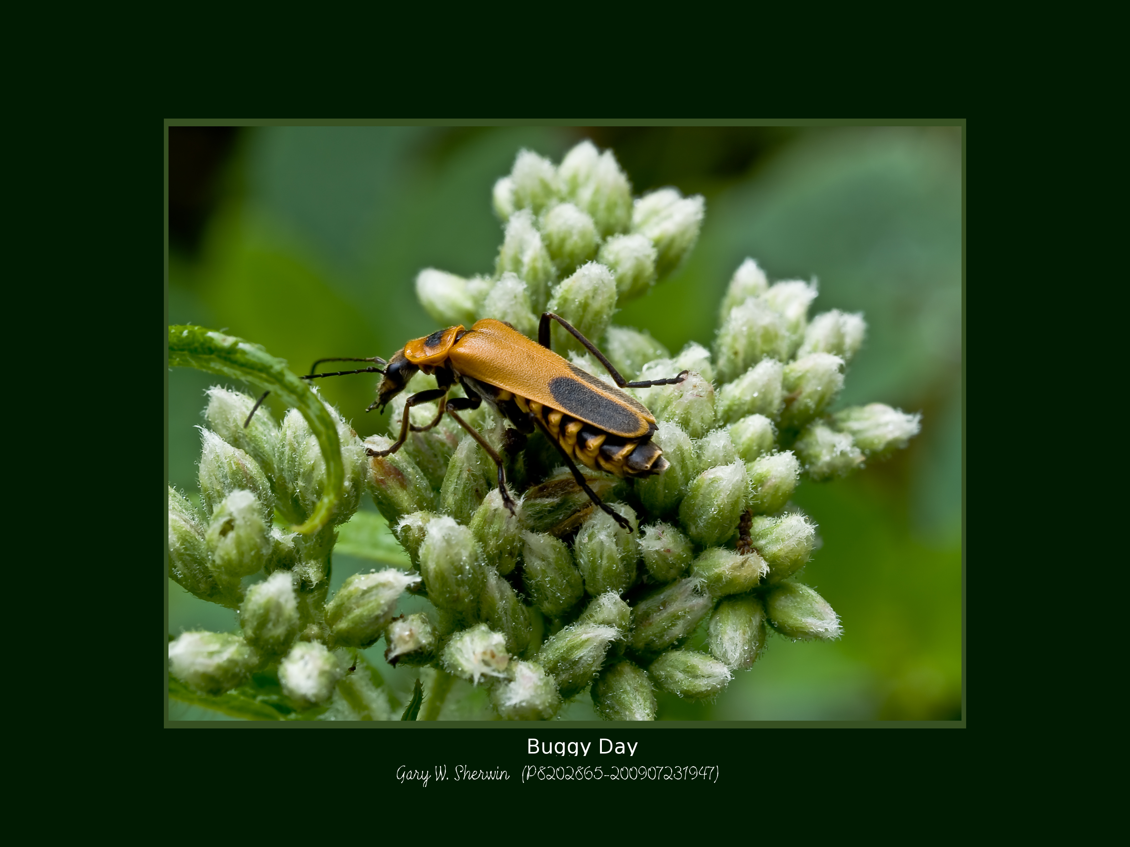 matted-p8202865