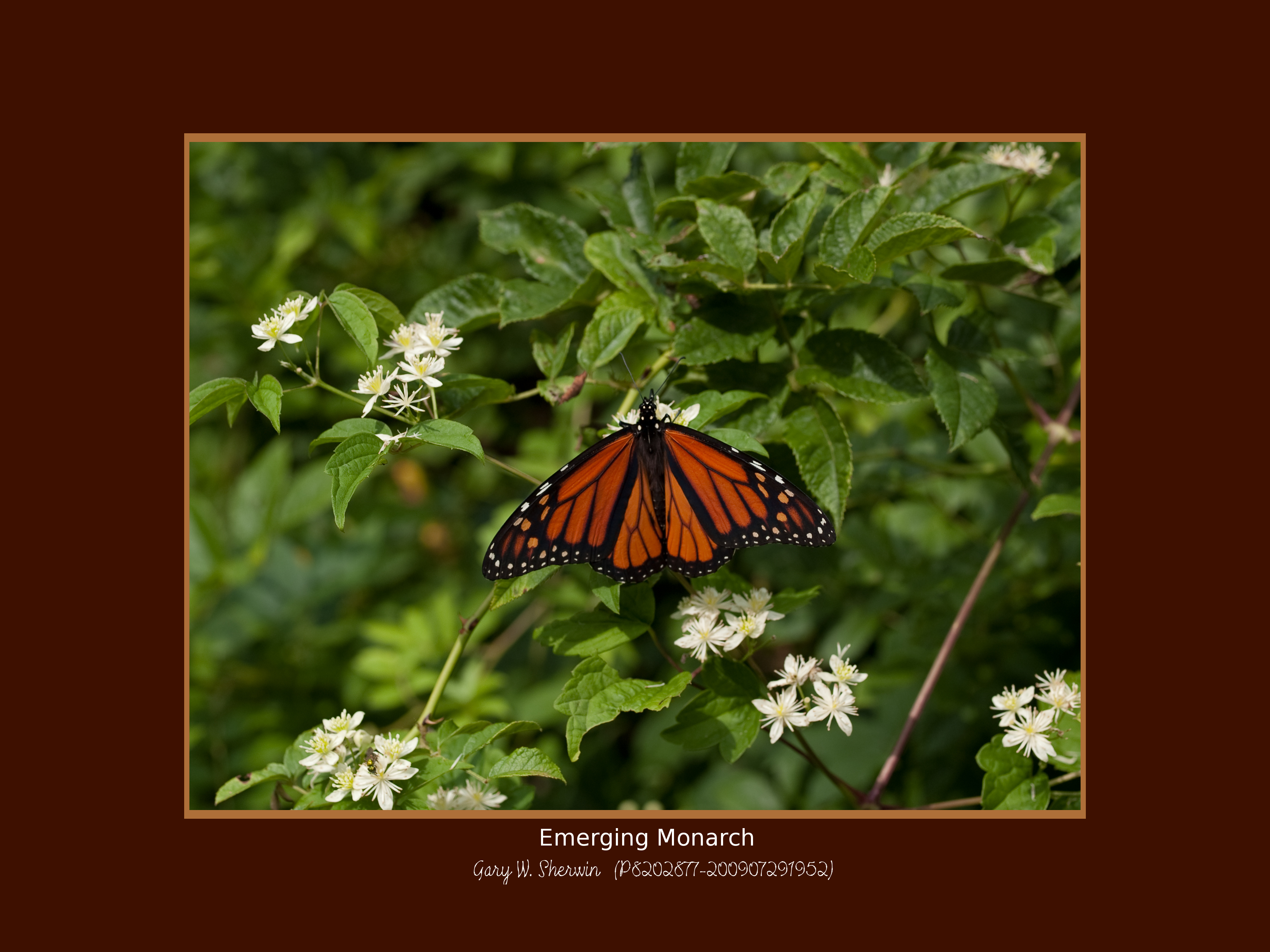 matted-p8202877