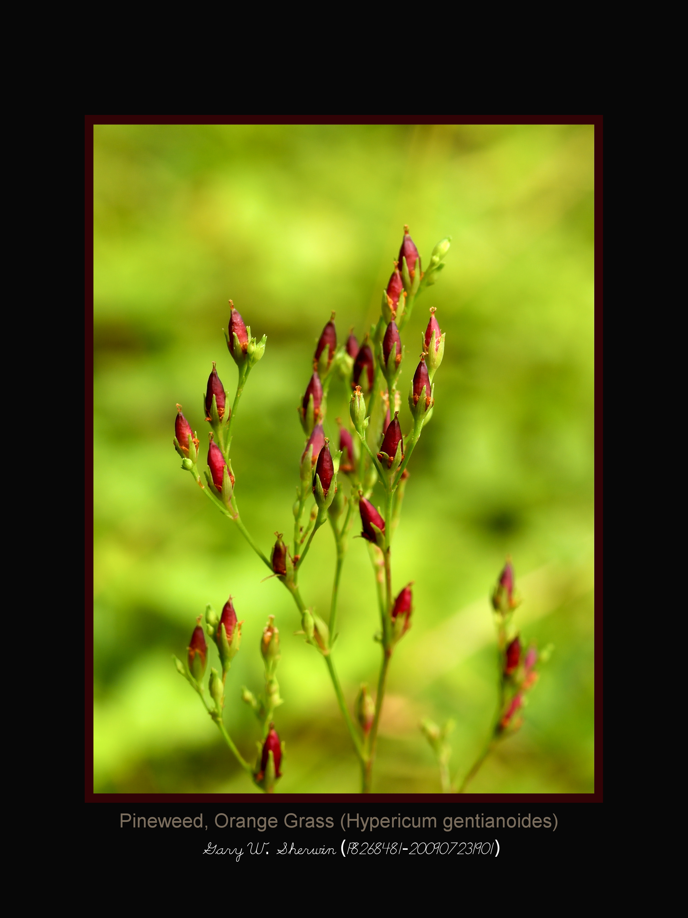 matted-p82648481