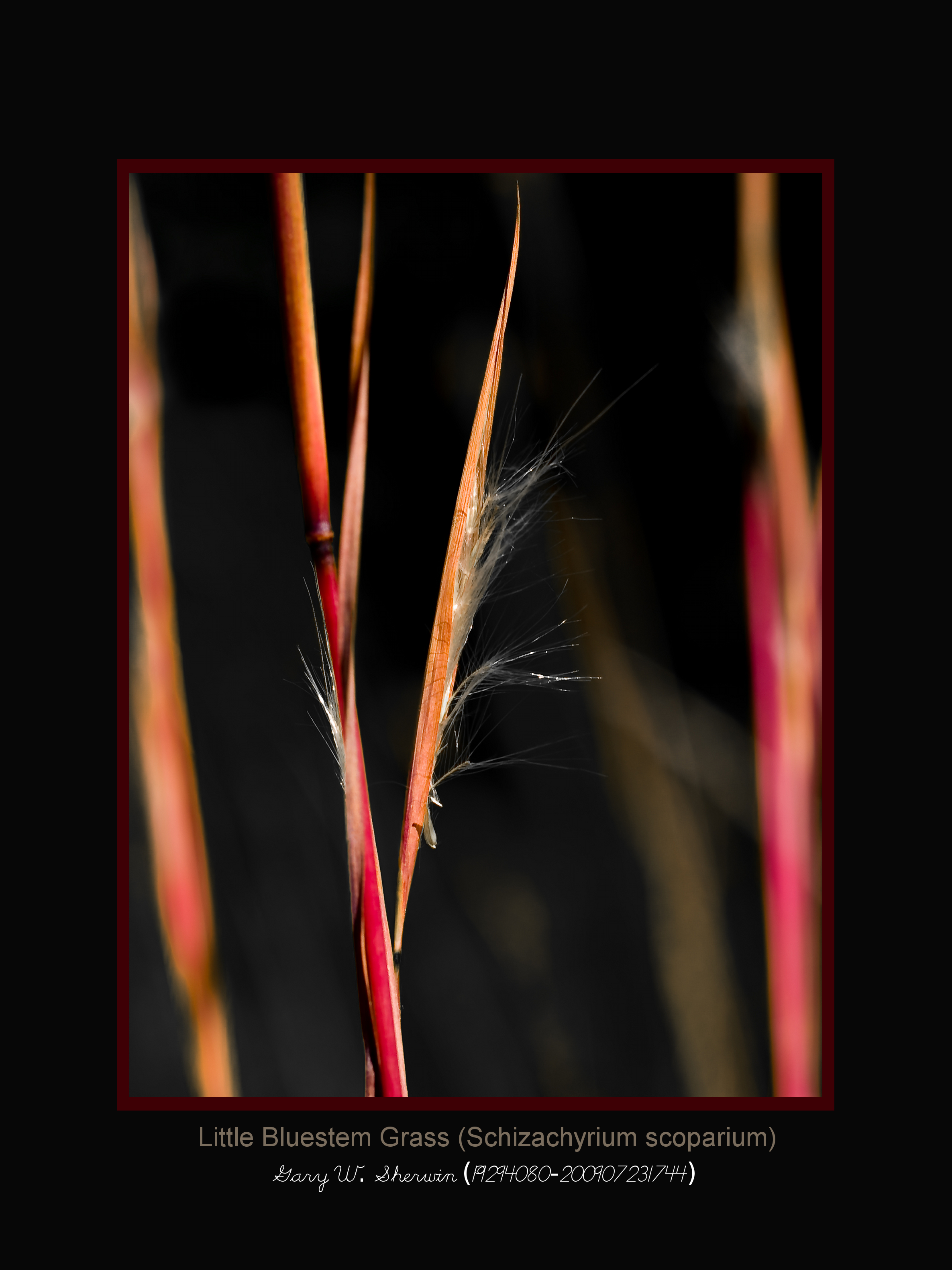 matted-p9294080