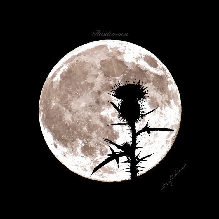 Thistle-Moon