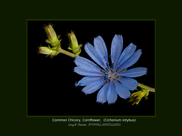 matted-p4189802