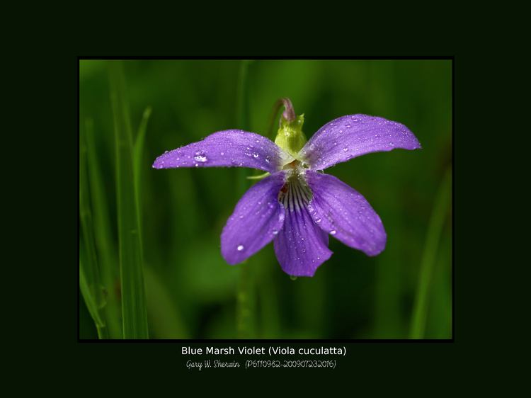 matted-p6110982