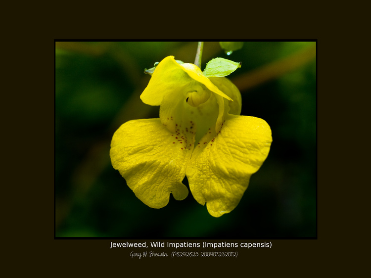 matted-p8202825