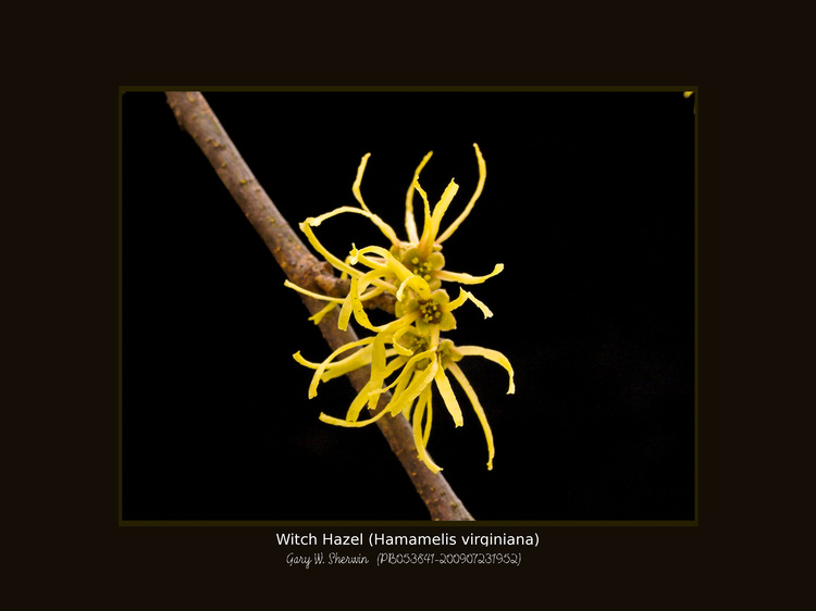 matted-pb053841-01